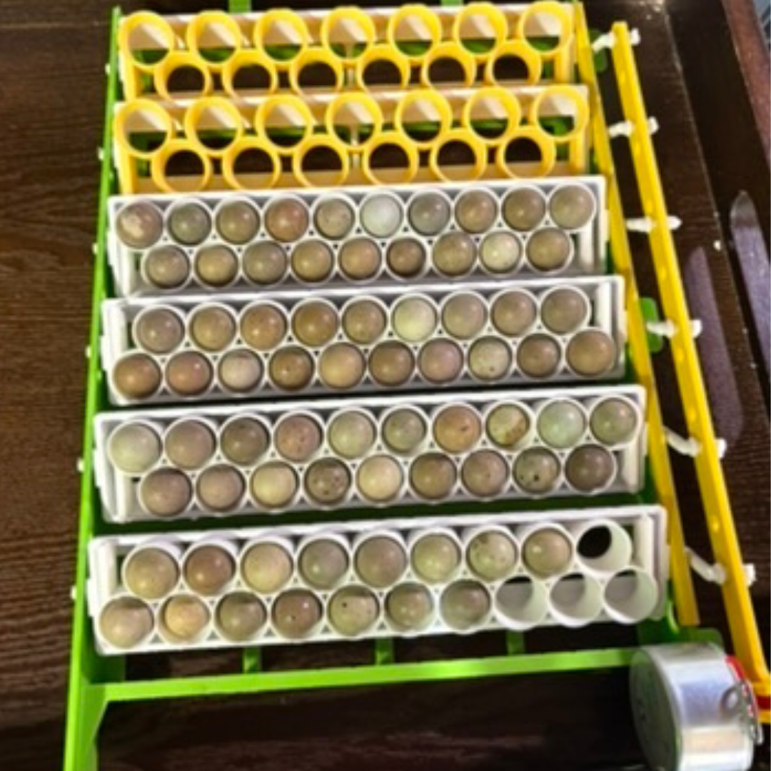 Button Quail Egg Rails for Cimuka®/Hatching Time® Incubators (CT-Series) - Your Pet Connection