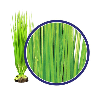 Weco Products Freshwater Series Asian Hairgrass Aquarium Plant Green, 1ea/6 in