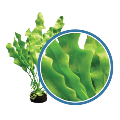 Weco Products Freshwater Pro Series Amazon Ruffled Sword Aquarium Plant Green, 1ea/12 in