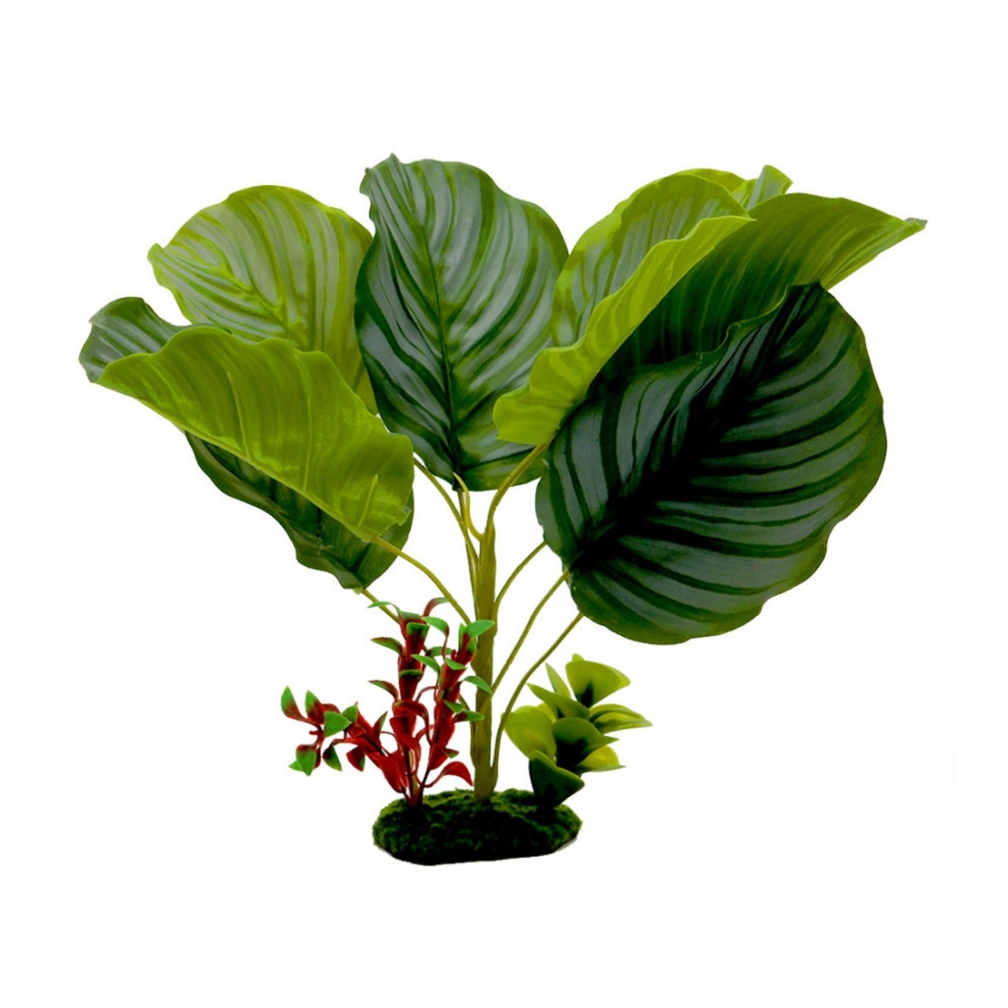 Blue Ribbon Pet Products Tropical Gardens Variegated Calathea Aquarium Plant 1ea/13in.