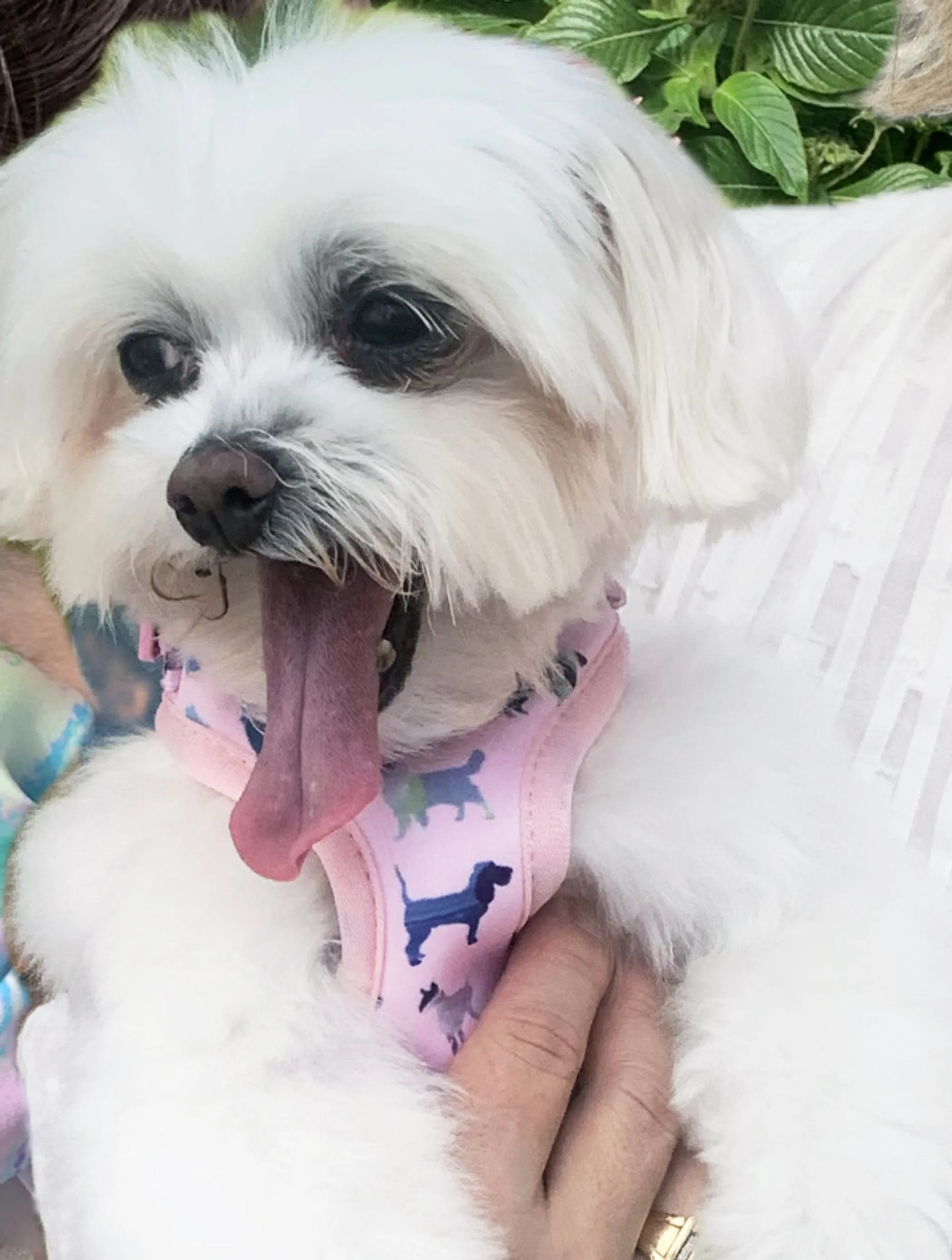 Pink Puppies Harness XS Comfortable Adjustable Dog Vest XS