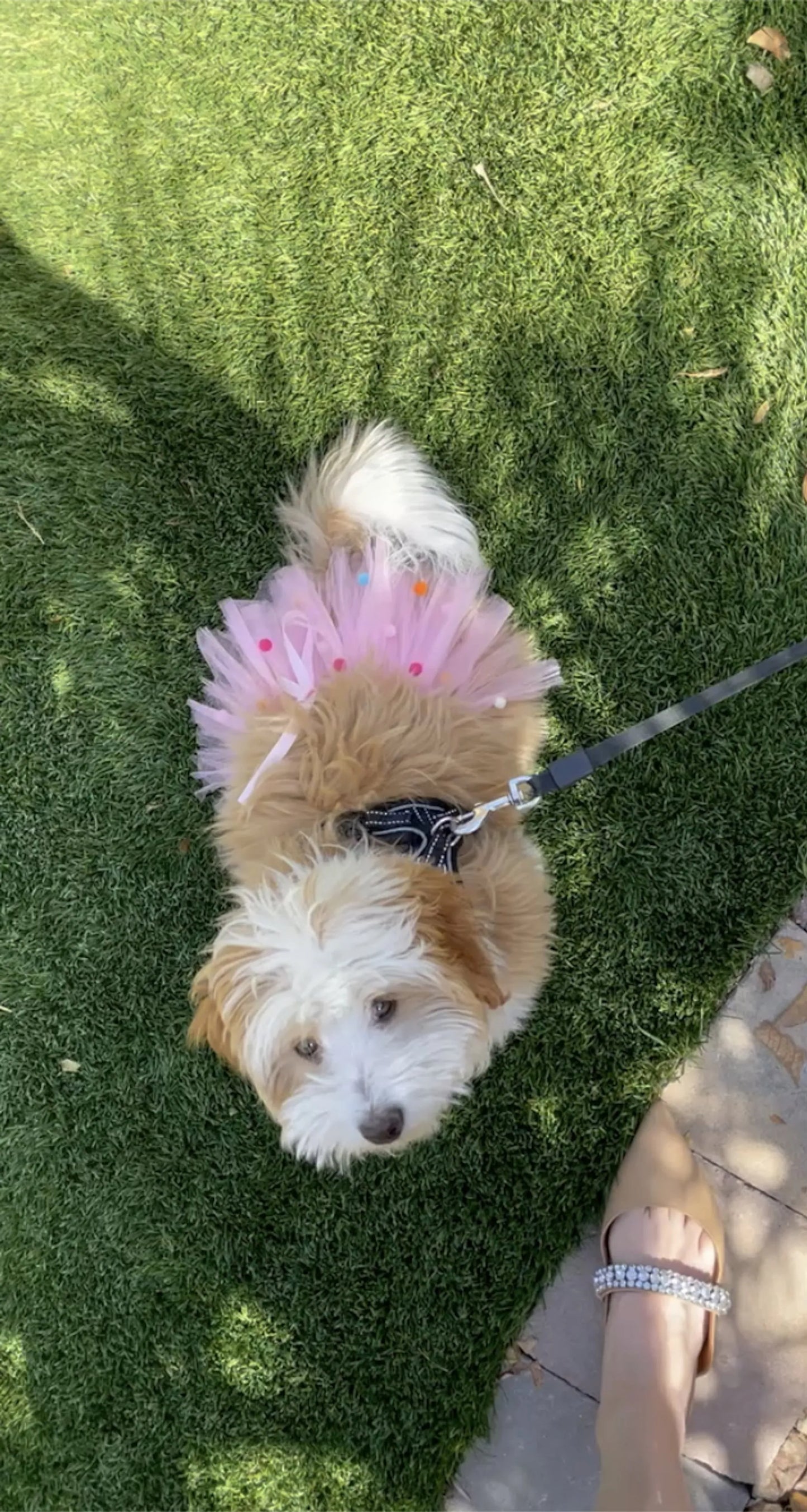Pink Pom Pom Dog Tutu Skirt (XS) - Your Pet Connection