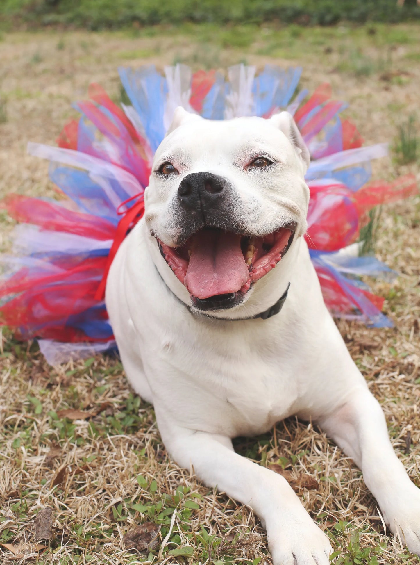 Red/White/Blue 4th Of July Dog Tutu Skirt (XS) - Your Pet Connection
