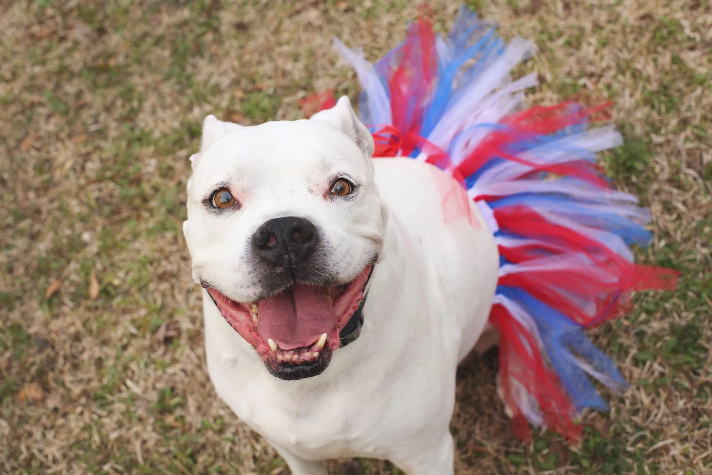 Red/White/Blue 4th Of July Dog Tutu Skirt (XS) - Your Pet Connection