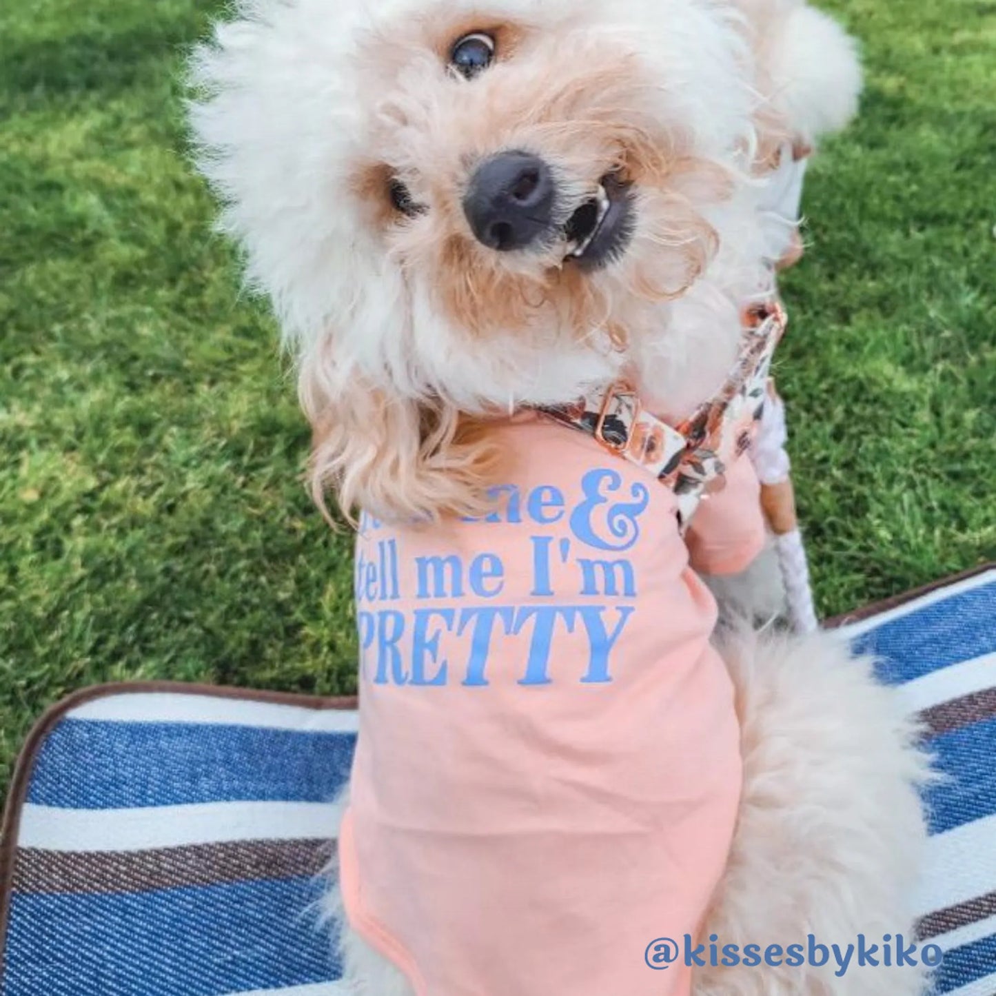 The Essential T-Shirt - Feed Me & Tell Me I'm Pretty - Your Pet Connection