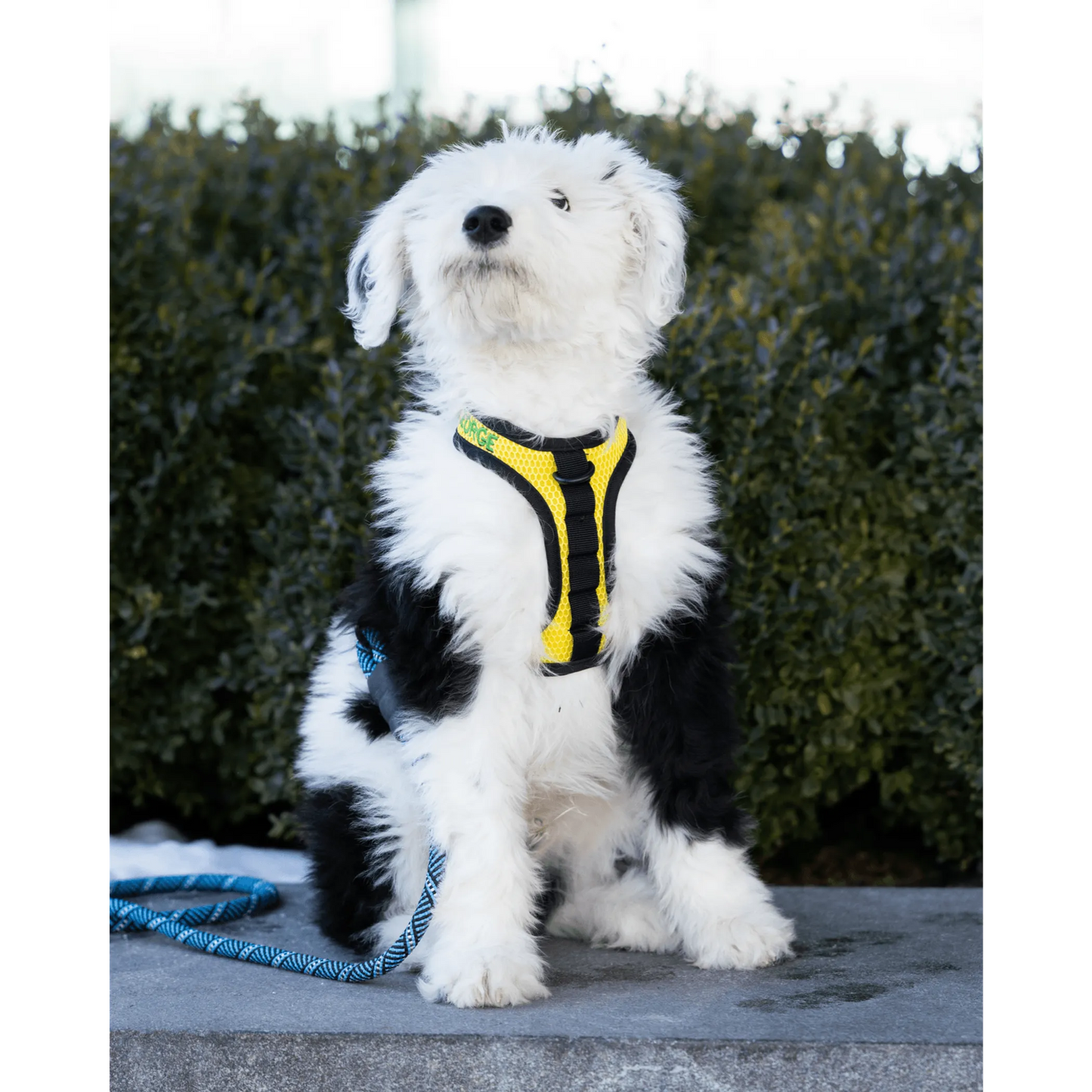 K9 Sport Harness - Your Pet Connection