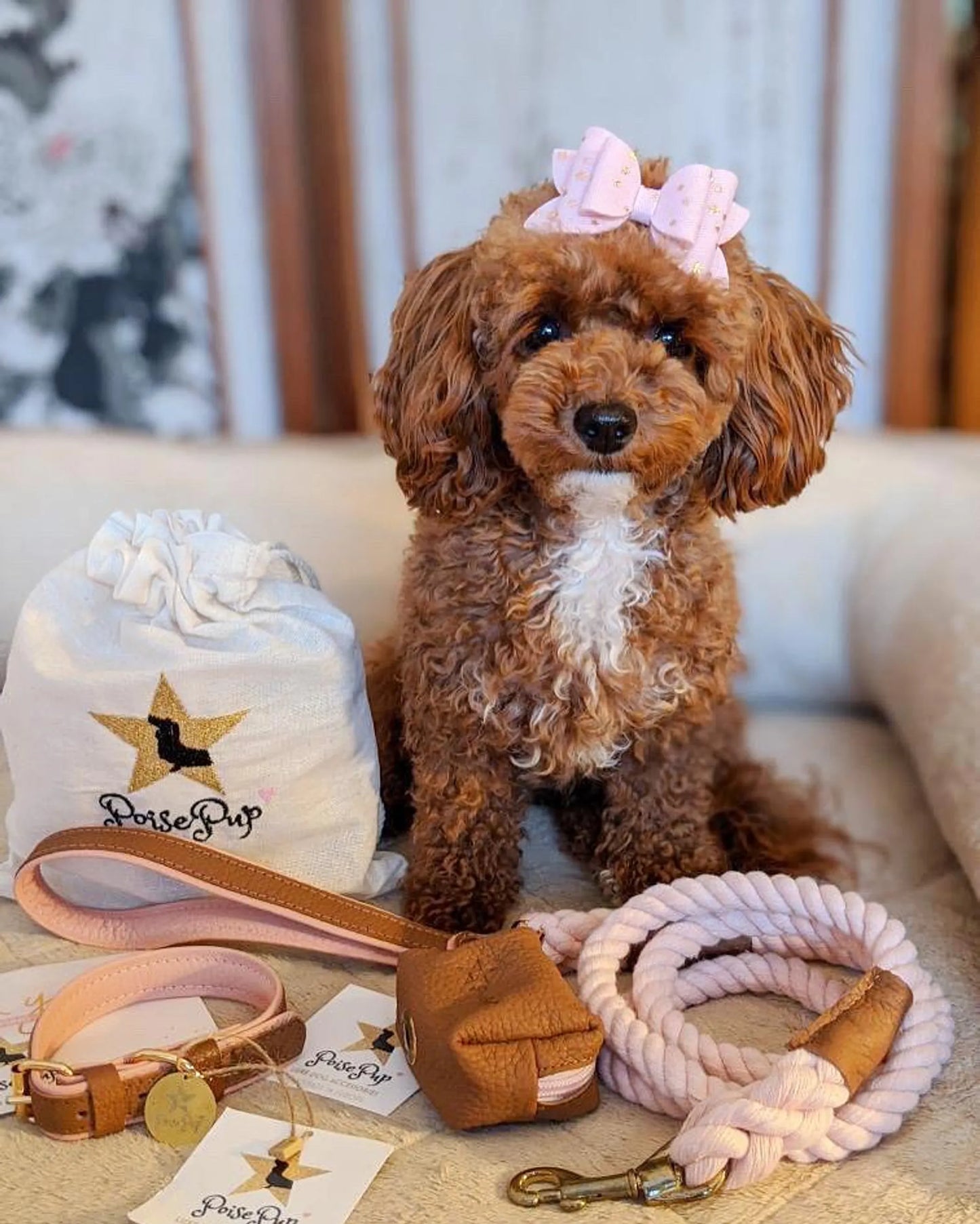 Dog Collar - Your Pet Connection