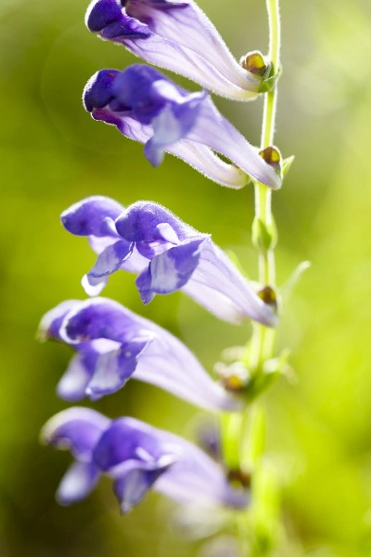 Organic Pet Systems Natural Bug Defense Meal Topper