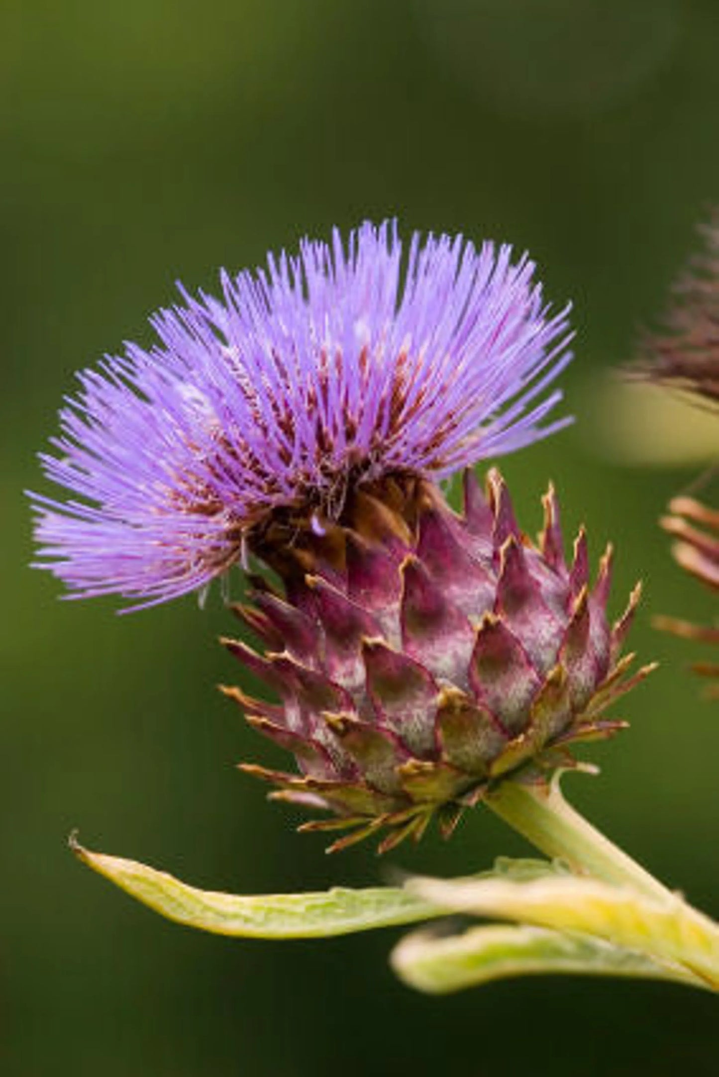 Love Your Liver Liver, Kidney, Gall Bladder & Digestive Support* - Your Pet Connection