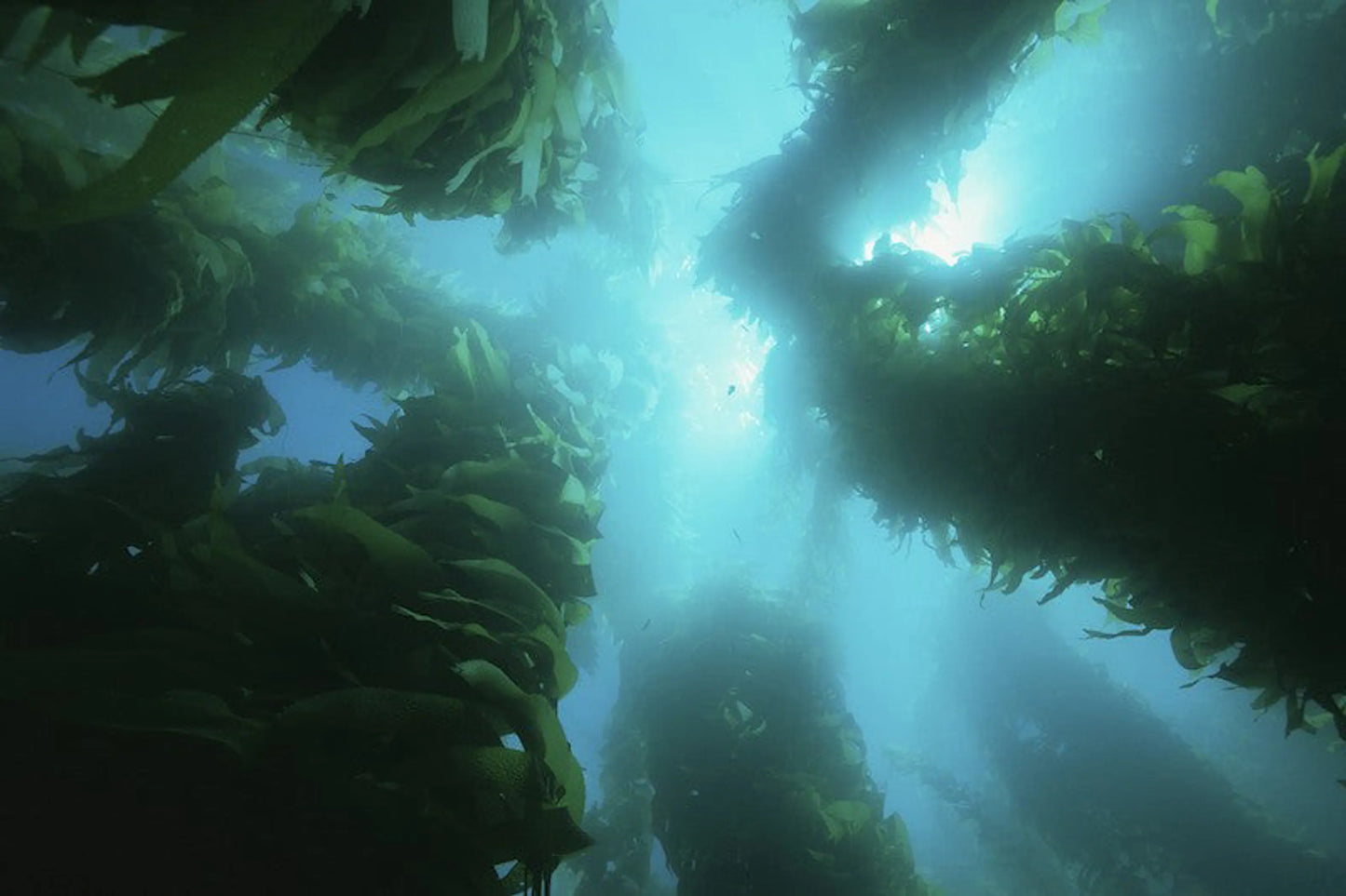 Yelp For Kelp - Omega 3 & 6 Thyroid & Whole Body Multi-Mineral, Vitamin & Dental Support* - Your Pet Connection