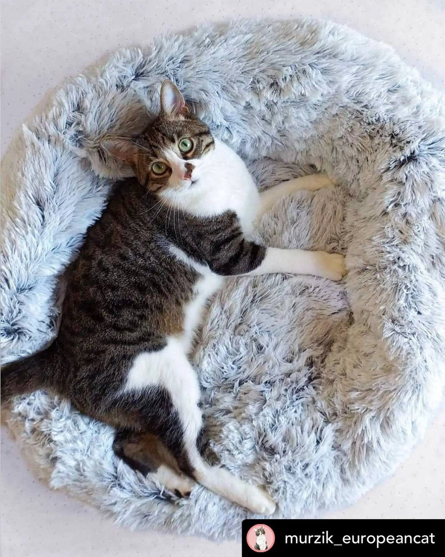 Mr. Peanut's OrthoPlush Pet Bed - Your Pet Connection