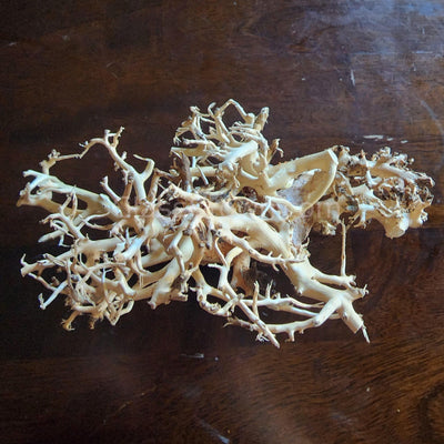 Dragonwood Bonsai Wood Nano Size 6" - Your Pet Connection