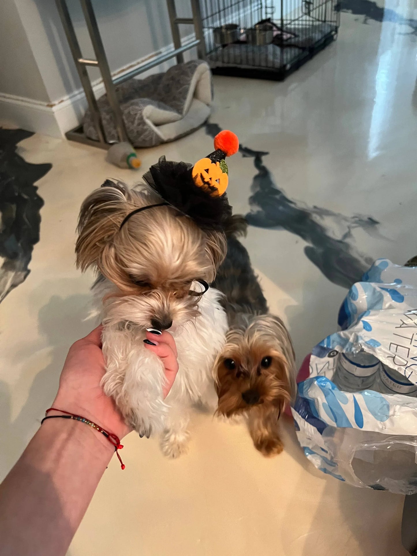 Pumpkin Witch Wizard Hat - Your Pet Connection