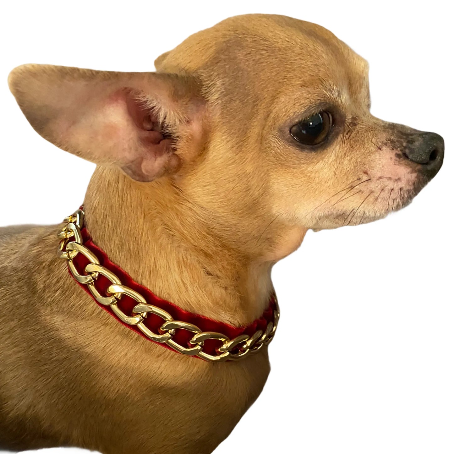 Gold Chain Velvet Collar - Your Pet Connection
