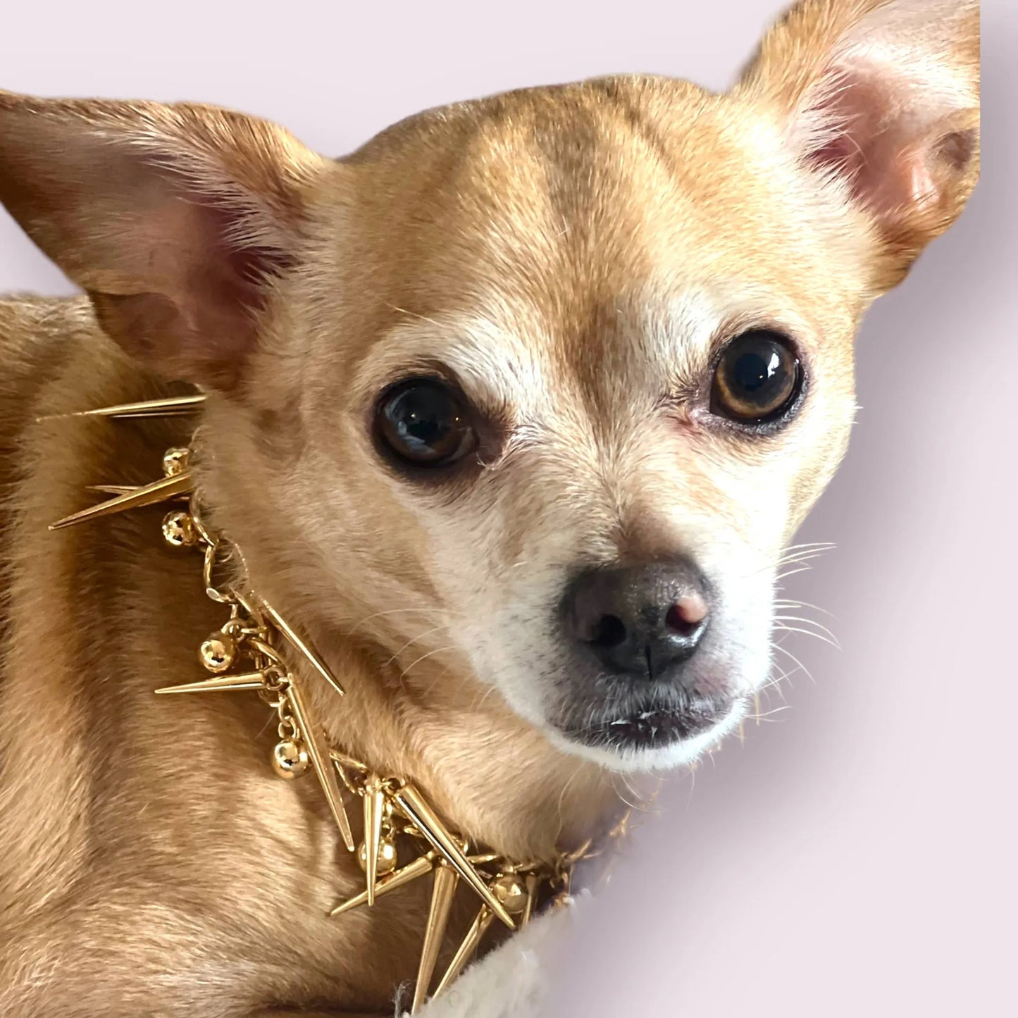 Spikey Stud Chain- Dog Necklace - Your Pet Connection