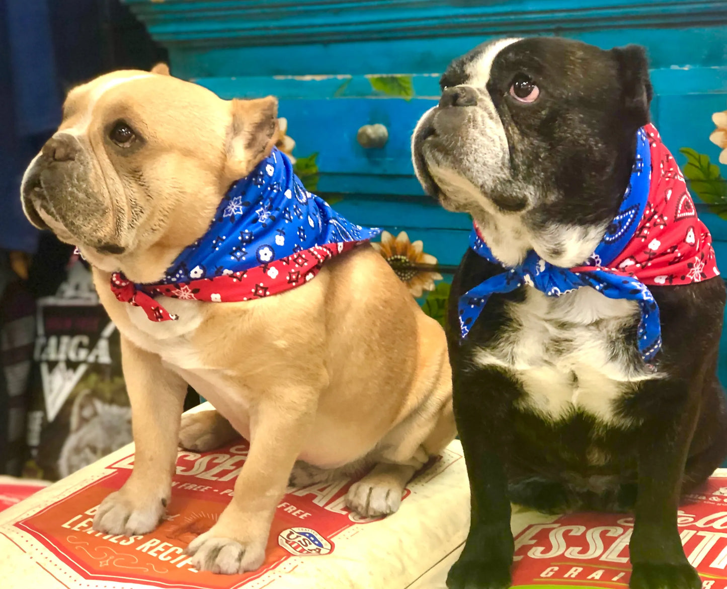 Sport Bandana - Your Pet Connection