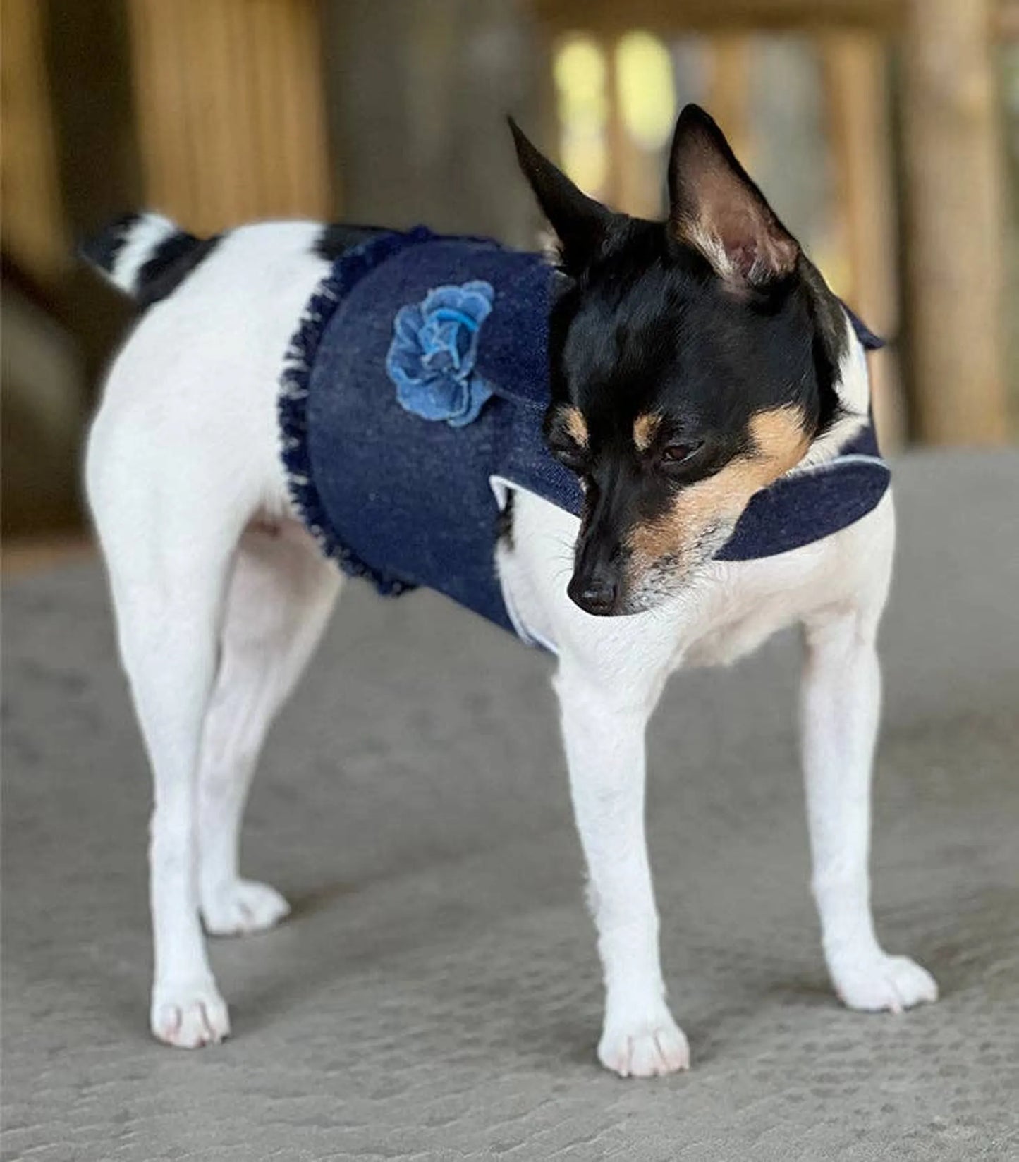 DCNY Harness Vest - Your Pet Connection