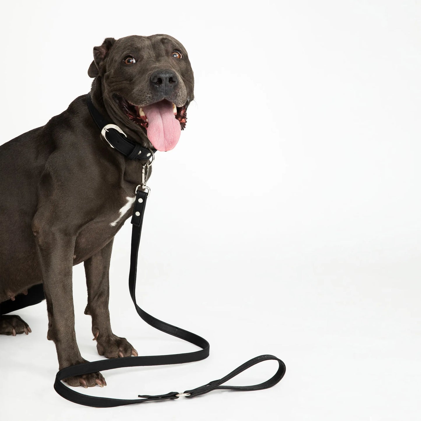 Midnight Black Cork Leather Leash - Your Pet Connection