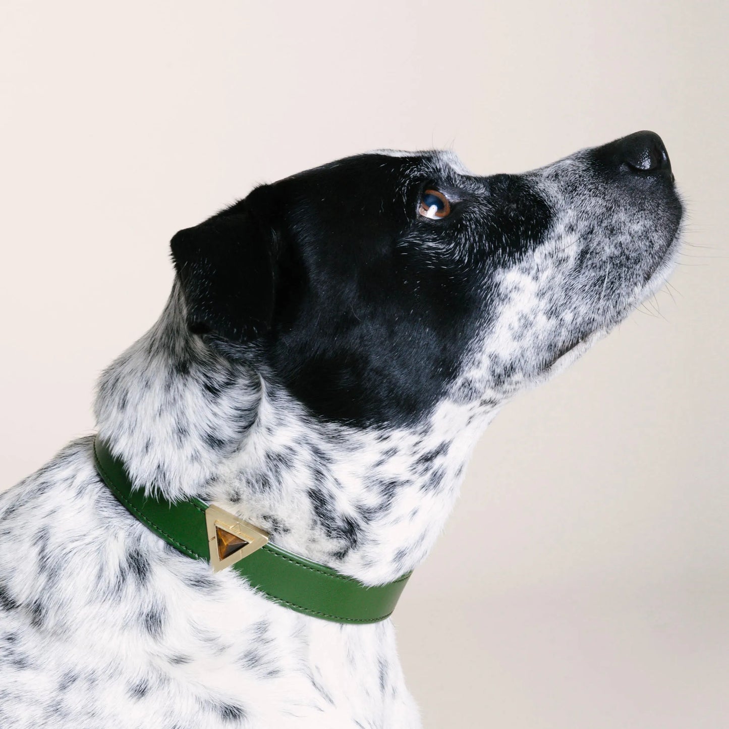 Olive Tiger Collar Charm Set - Your Pet Connection