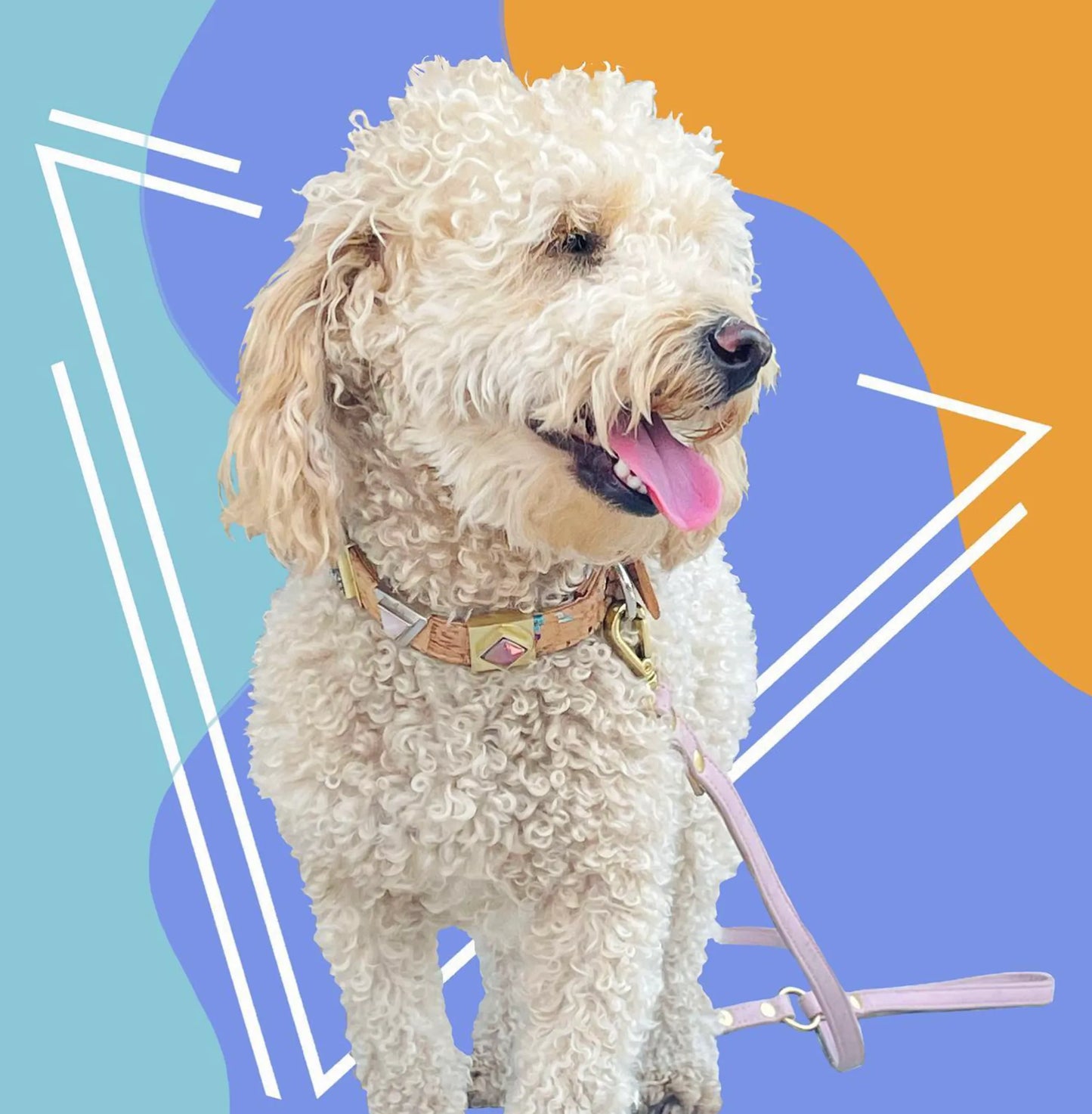 Rainbow Pride Cork Leather Leash - Your Pet Connection