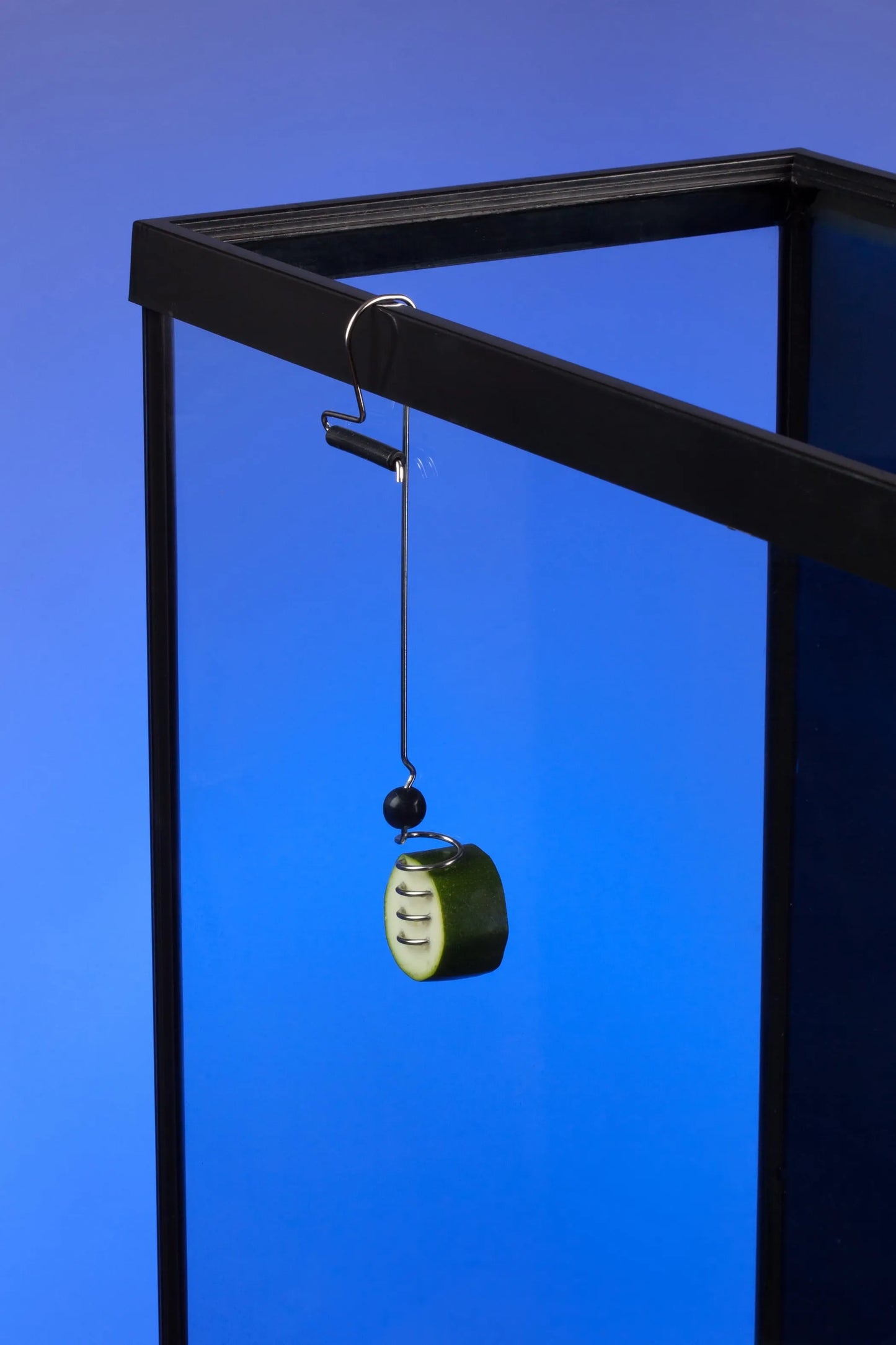 The Pleco Feeder Optimal Fish Nutrition Device Small