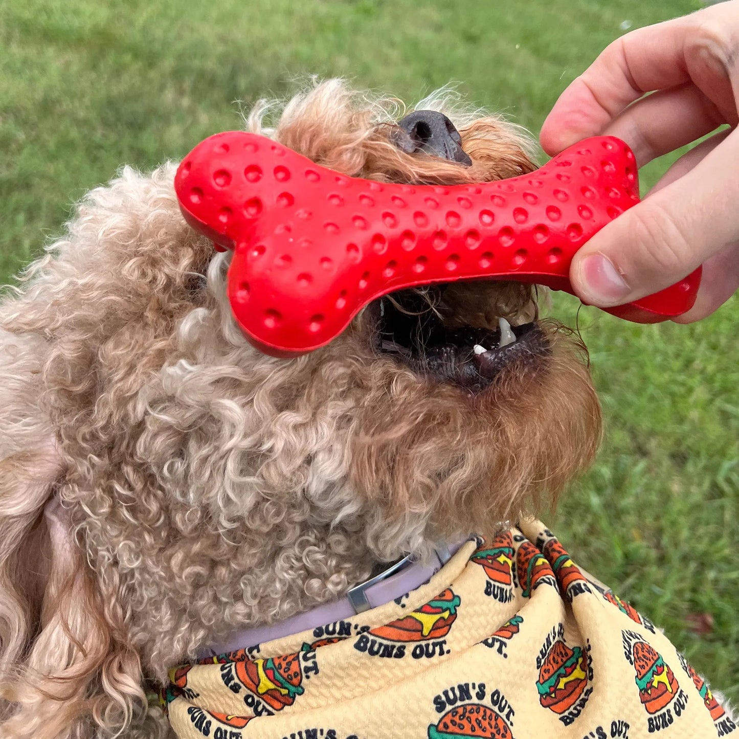 Arlo's Favorite Rubber Bone - Your Pet Connection