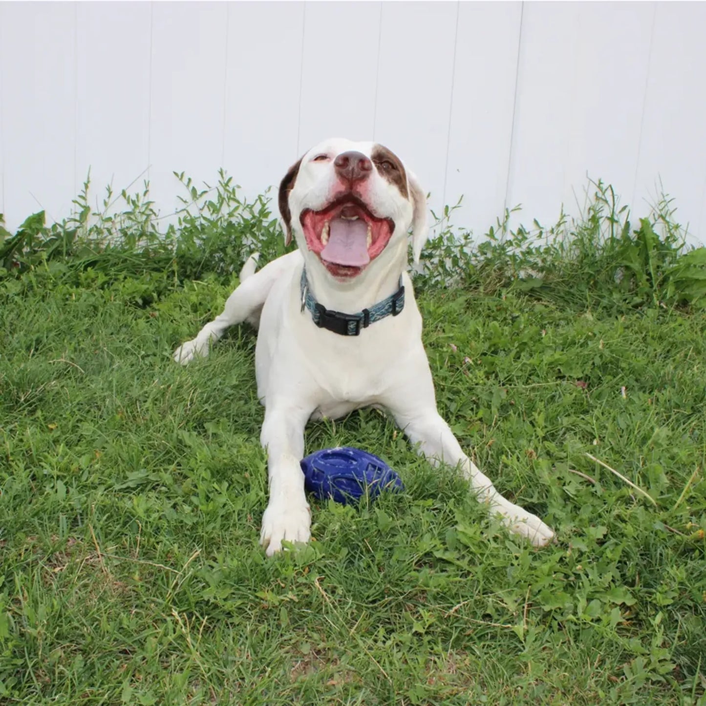 Chewie Squeak Rubber Football - Your Pet Connection