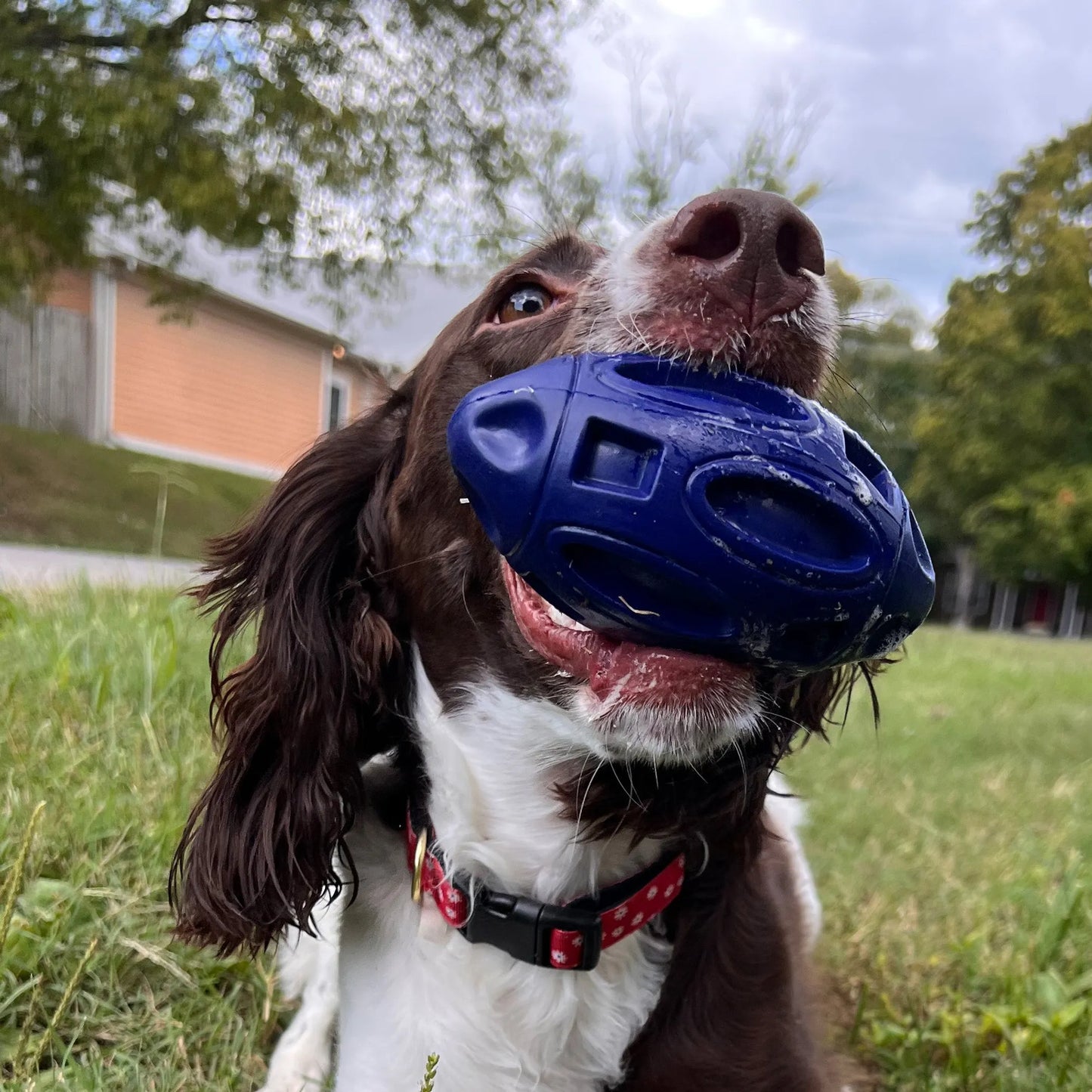 Chewie Squeak Rubber Football - Your Pet Connection