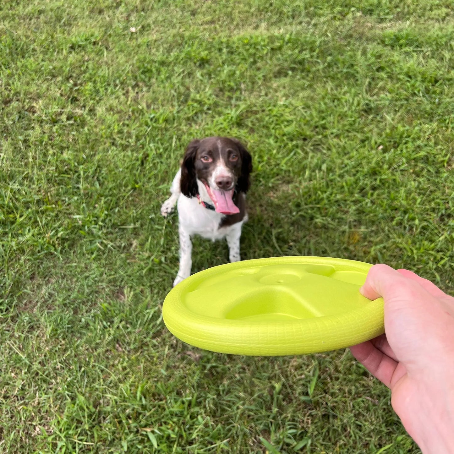 Harley Flyer Frisbee - Your Pet Connection
