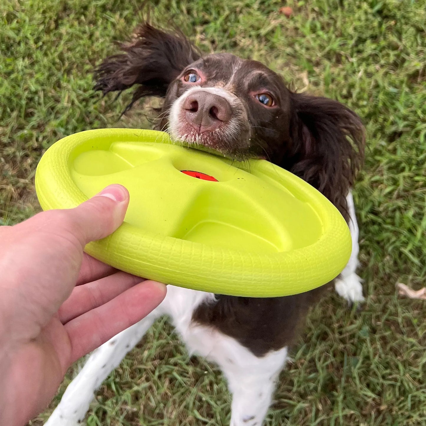 Harley Flyer Frisbee - Your Pet Connection