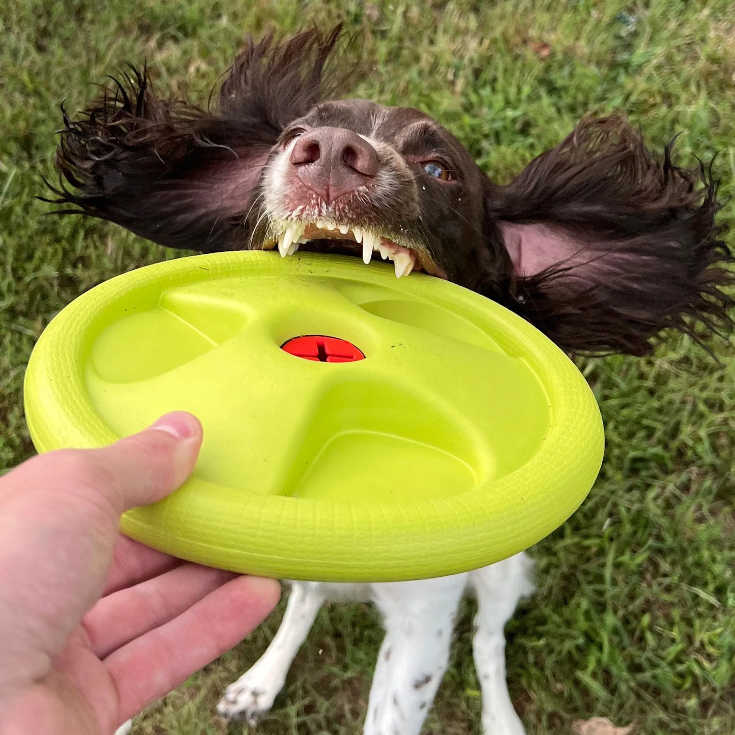 Harley Flyer Frisbee - Your Pet Connection