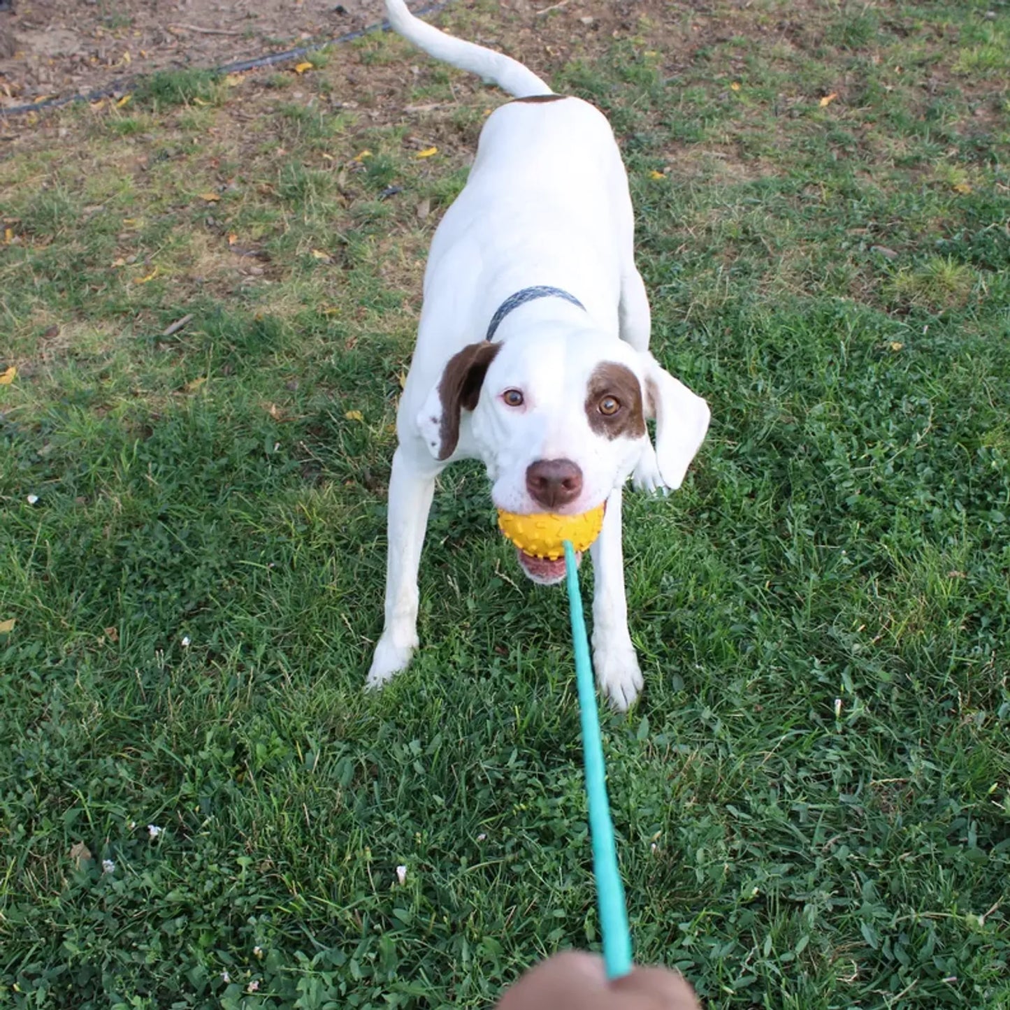 Mako Treat n Chew Rope Toy - Your Pet Connection