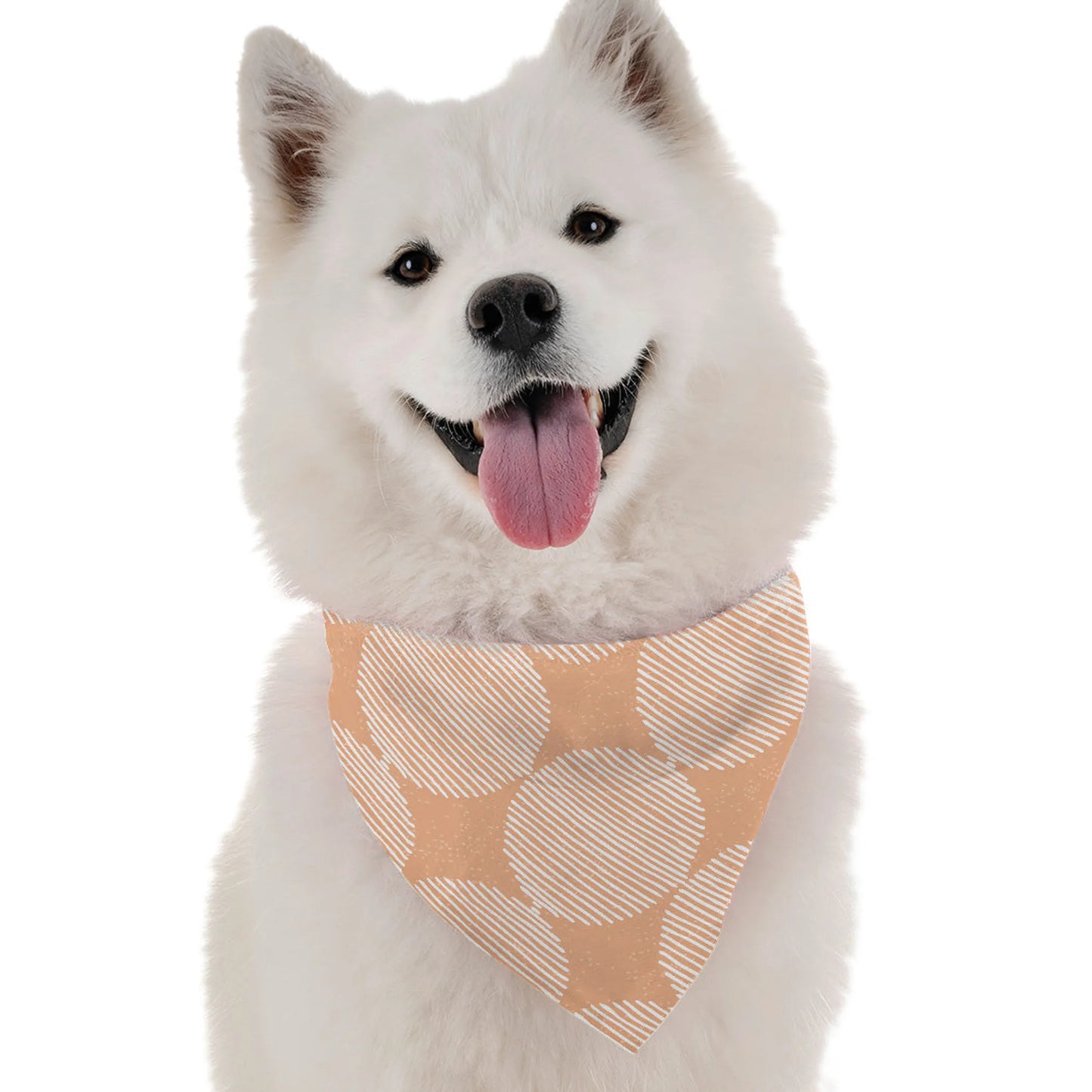 Aria - Your Pet Connection