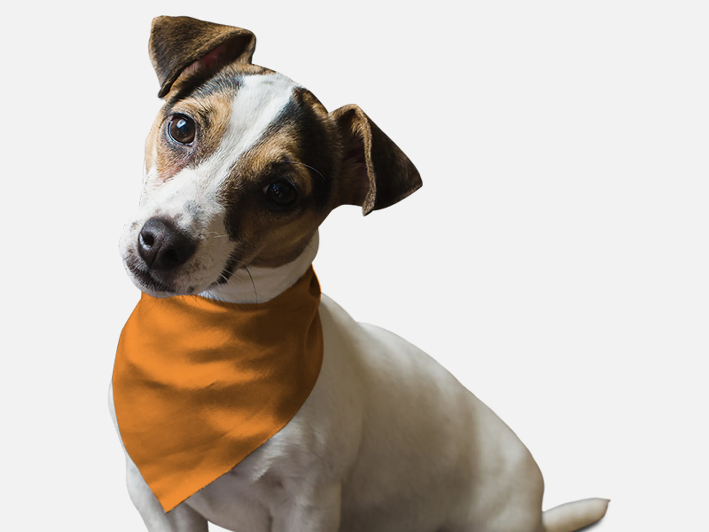 Florida Orange - Your Pet Connection