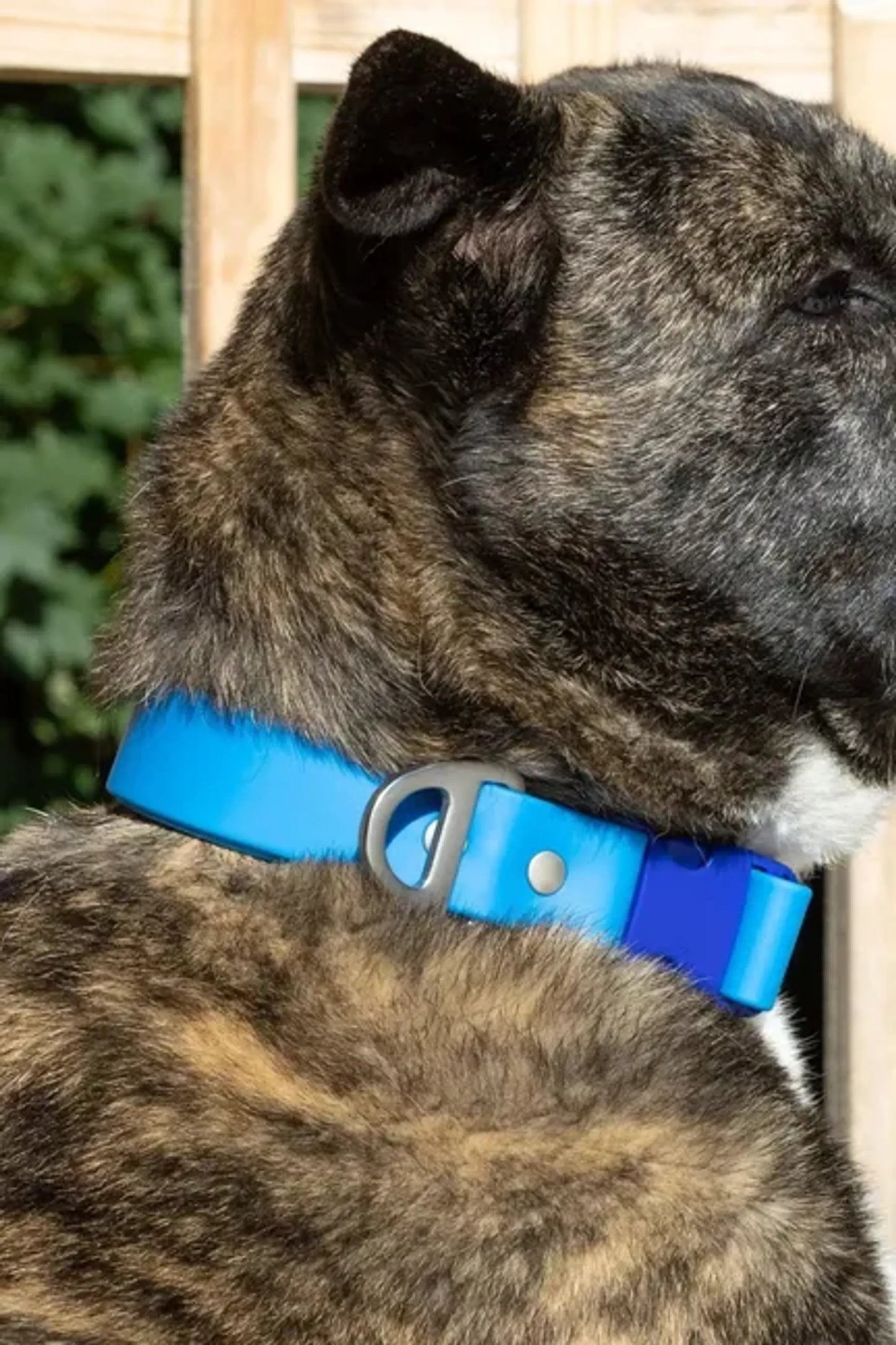 Dockside Adventures Waterproof Dog Collar - Your Pet Connection