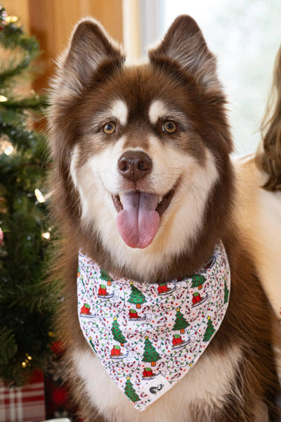 Aria the Fox Holiday Dog Bandana - Festive Design
