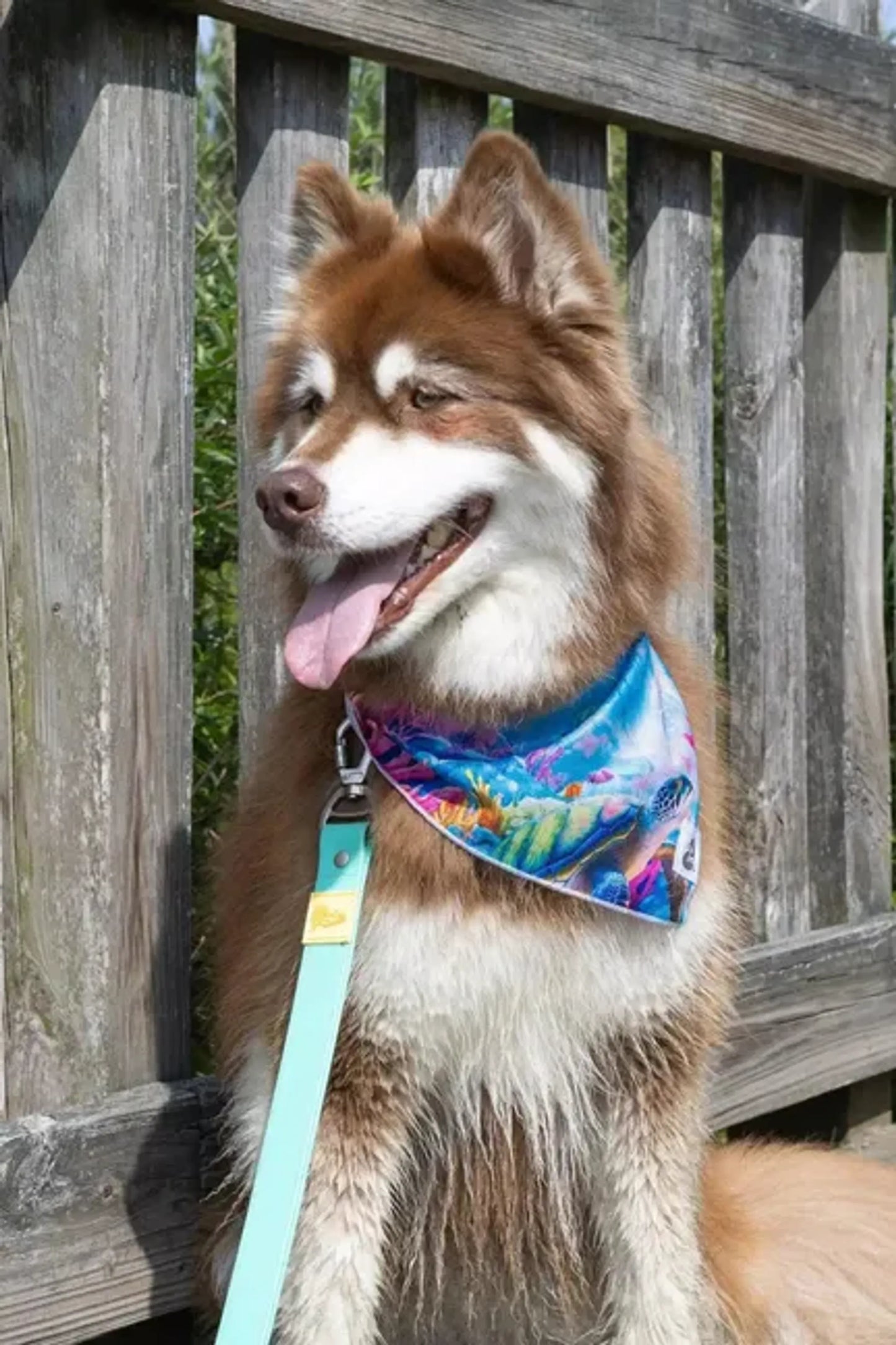 Sea Turtle Swim Dog Bandana - Your Pet Connection