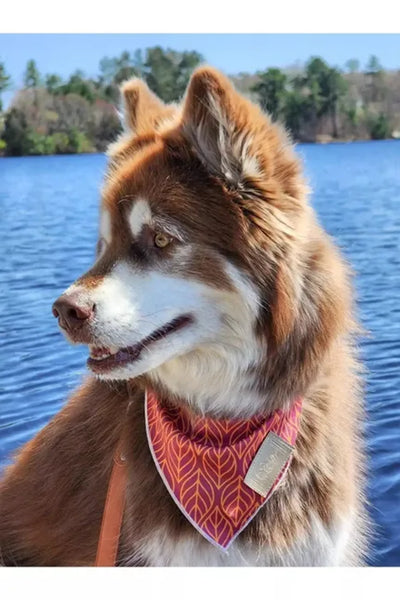 Twilight Trails Dog Bandana - Your Pet Connection
