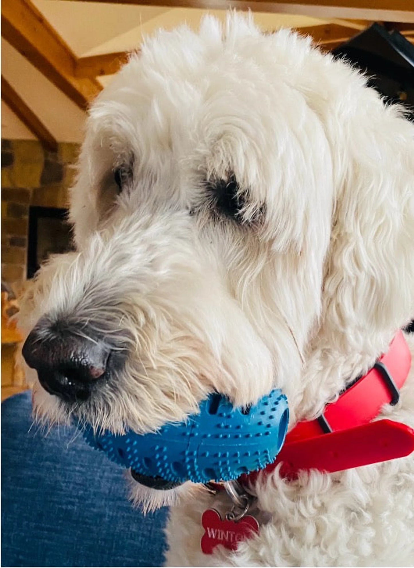 Natural Rubber Football Oral Care Toy - Your Pet Connection