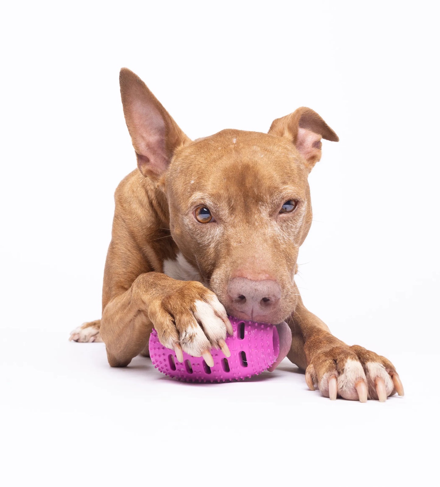 Natural Rubber Football Oral Care Toy - Your Pet Connection