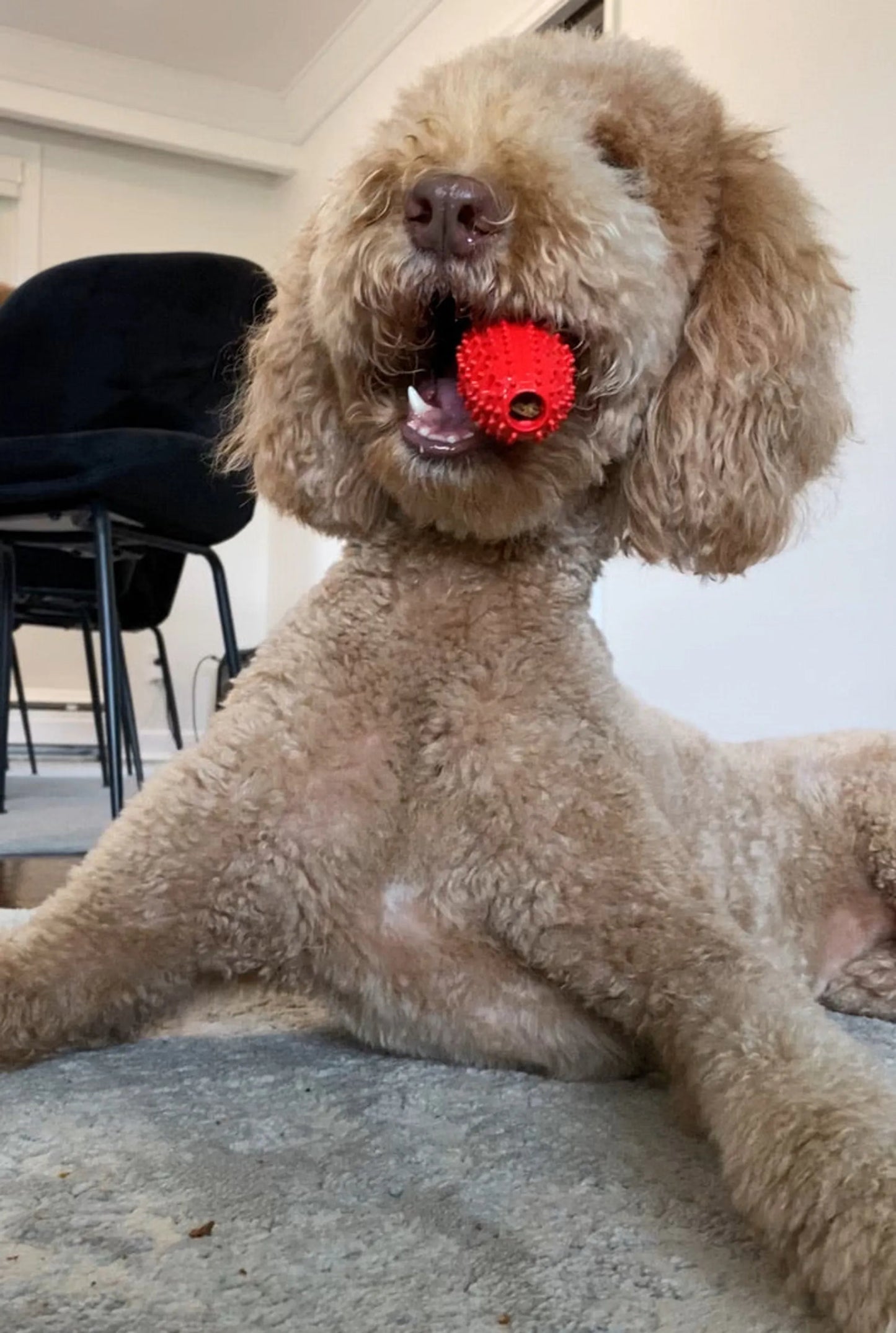 Natural Rubber Football Oral Care Toy - Your Pet Connection