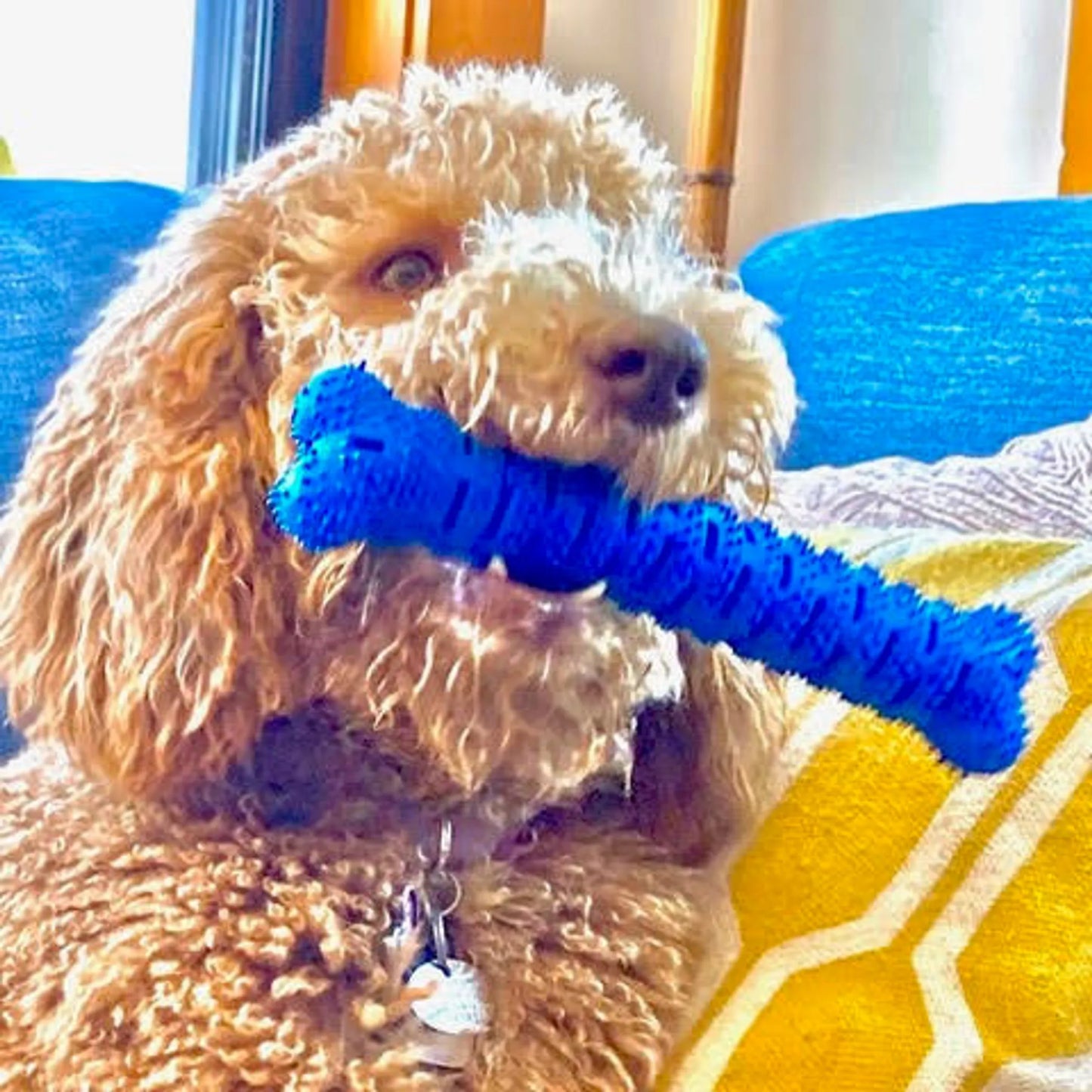 Chewmate Dental Chew Brush for Medium-Large Dogs