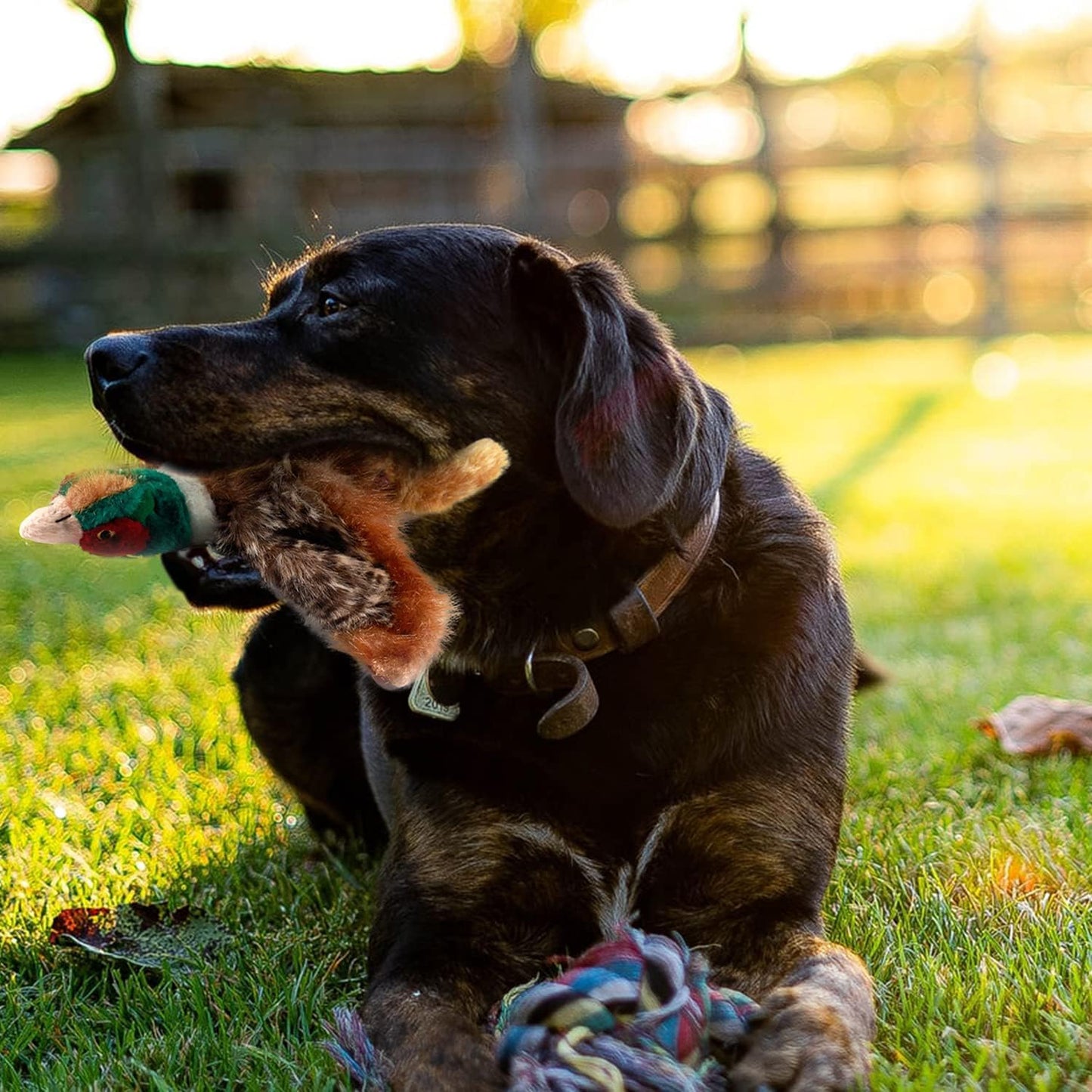 Classic - Dog Toys - Squeaky Dog Pheasant Toys for Dogs
