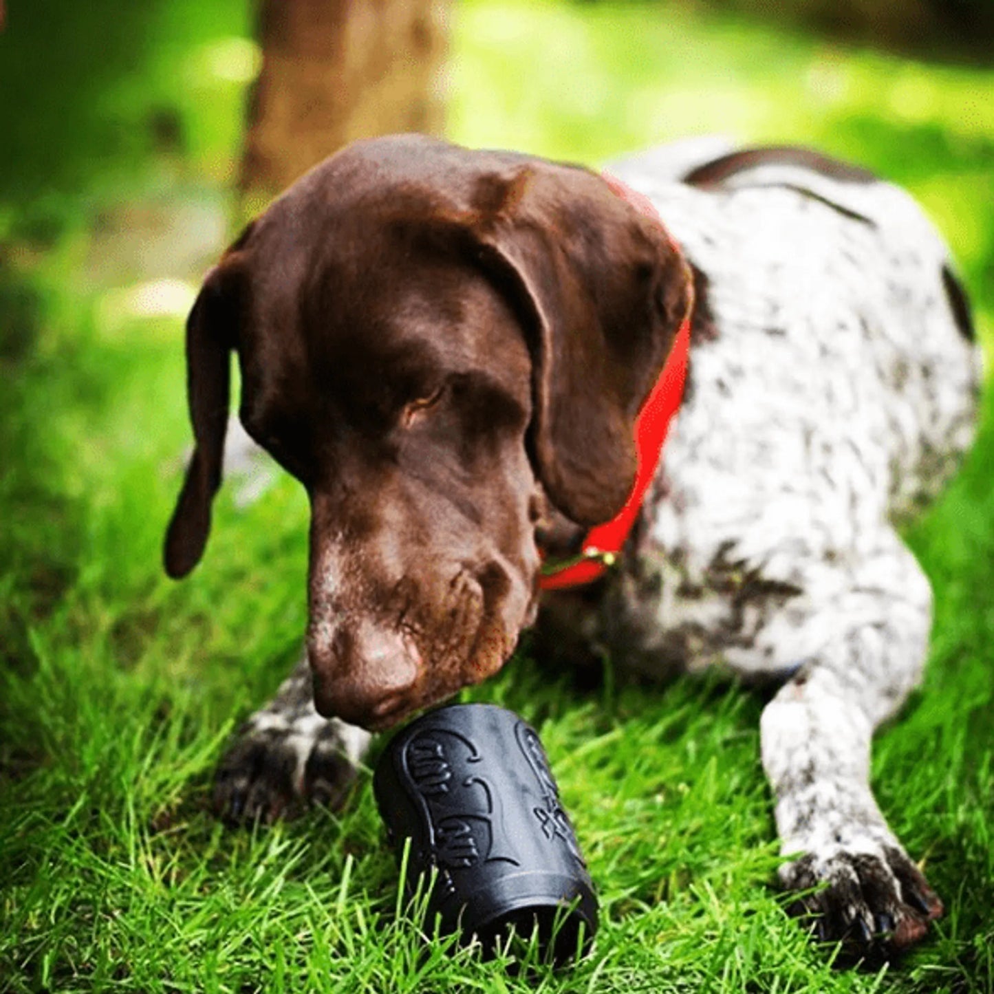 SP Magnum Can Toy Ultra Durable Rubber Chew Toy & Treat Dispenser - Your Pet Connection