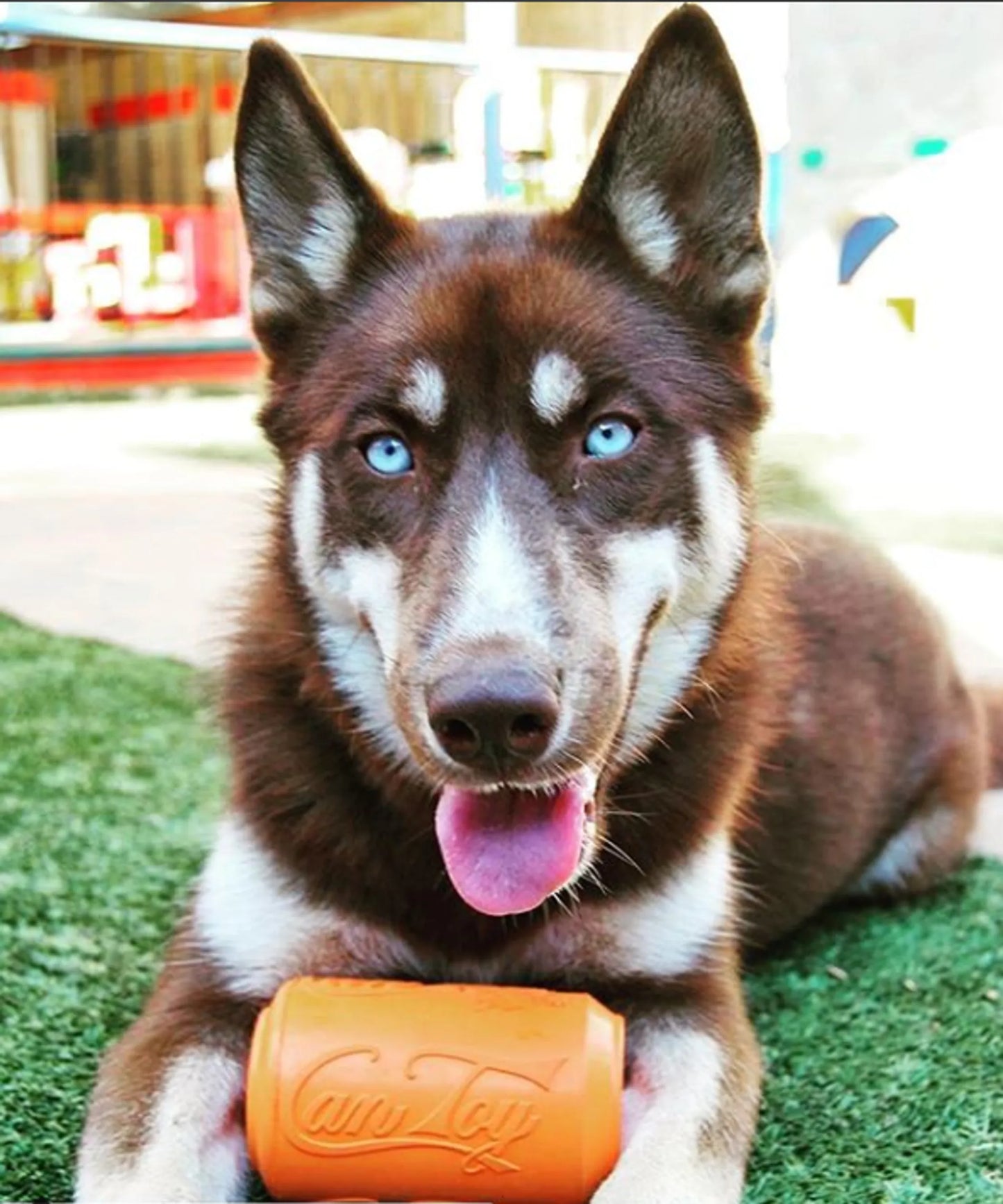SP Can Toy Durable Rubber Chew Toy & Treat Dispenser - Your Pet Connection