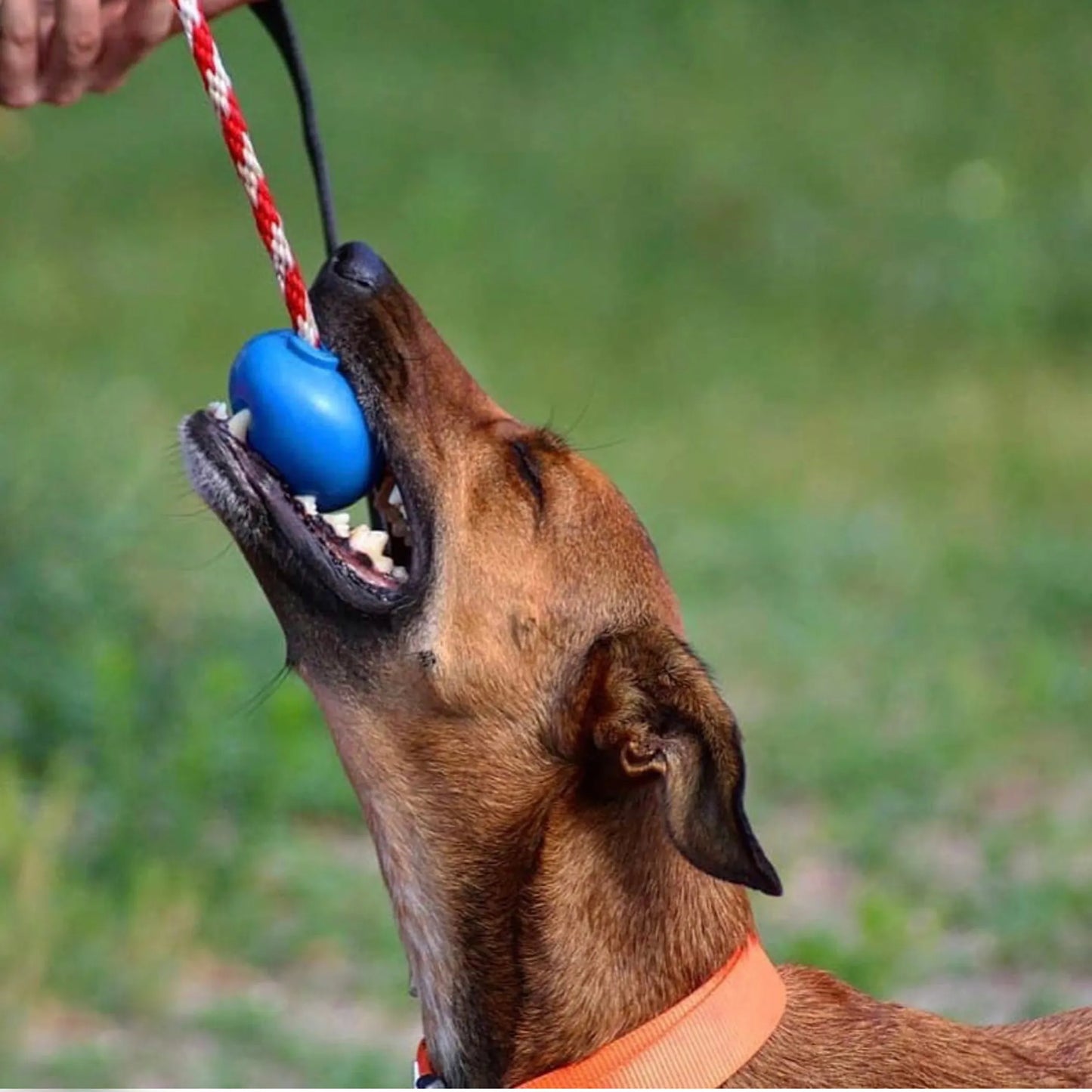 USA-K9 Cherry Bomb Durable Rubber Chew Toy, Treat Dispenser, Reward Toy, Tug Toy, and Retrieving Toy - Your Pet Connection