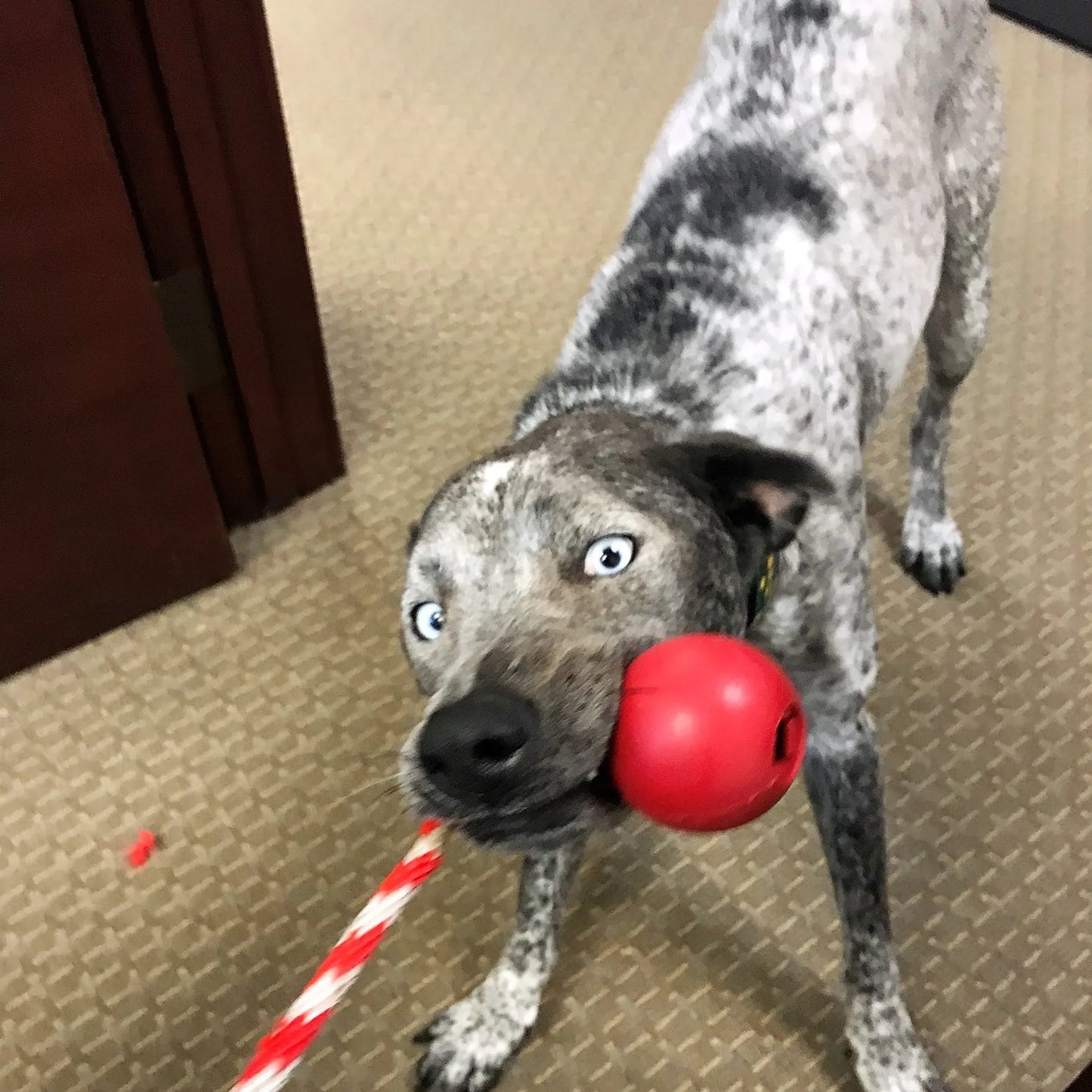 USA-K9 Cherry Bomb Durable Rubber Chew Toy, Treat Dispenser, Reward Toy, Tug Toy, and Retrieving Toy - Your Pet Connection