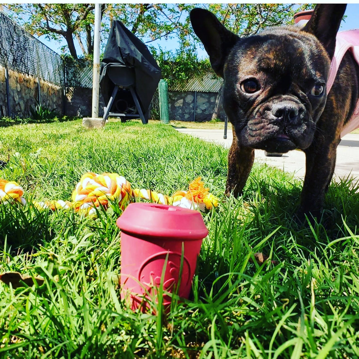 Coffee Cup Durable Rubber Chew Toy and Treat Dispenser - Your Pet Connection