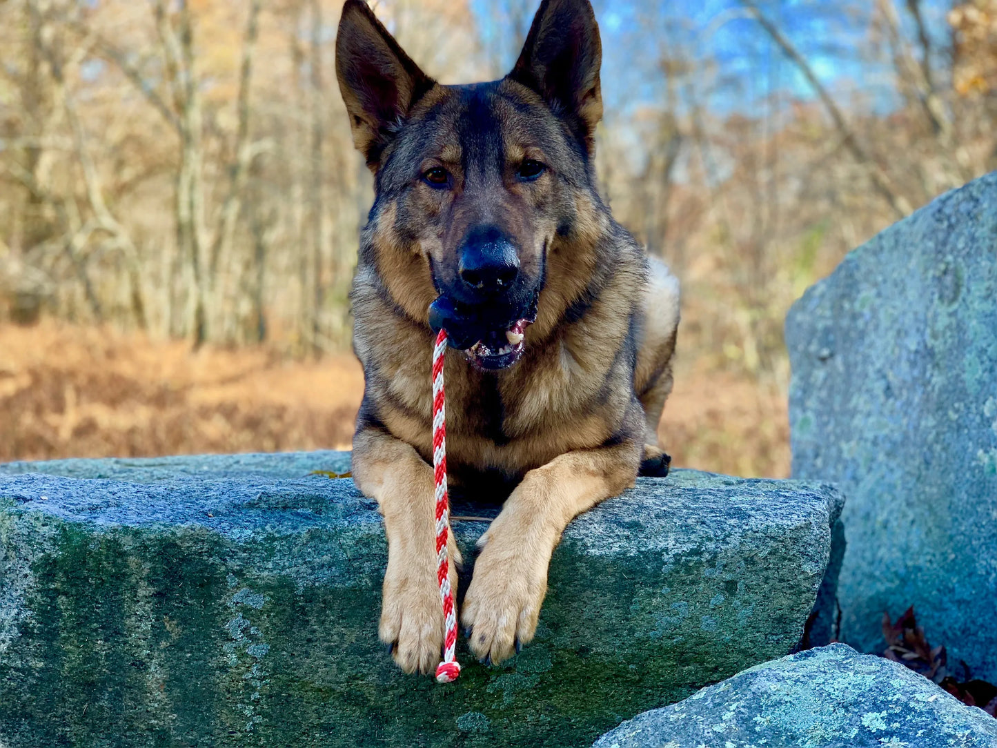 USA-K9 Skull Durable Rubber Chew Toy, Treat Dispenser, Reward Toy, Tug Toy, and Retrieving Toy - Your Pet Connection
