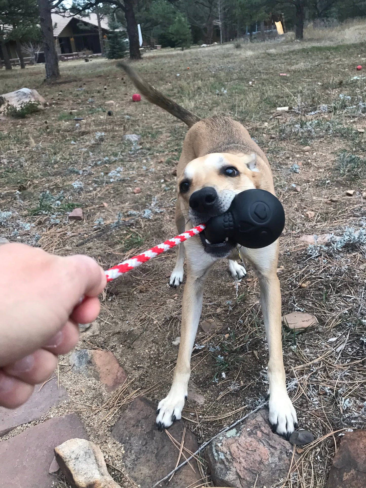 USA-K9 Skull Durable Rubber Chew Toy, Treat Dispenser, Reward Toy, Tug Toy, and Retrieving Toy - Your Pet Connection